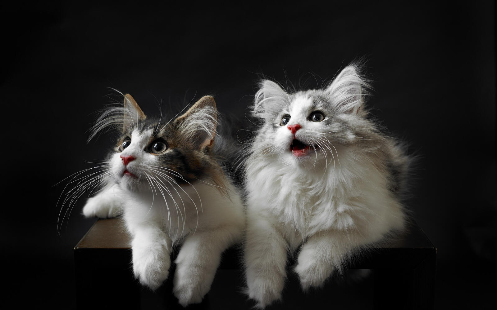 Wallpapers fluffy mustachioed wallpaper cute cats on the desktop