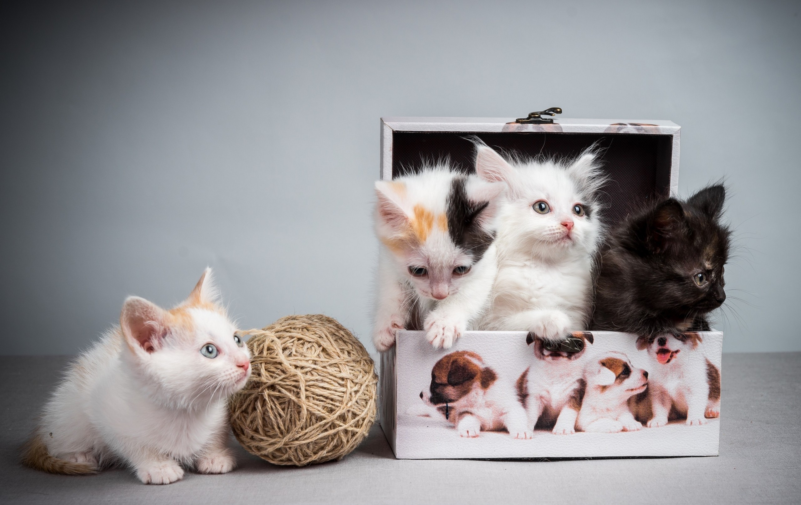 Wallpapers box tangle kittens on the desktop