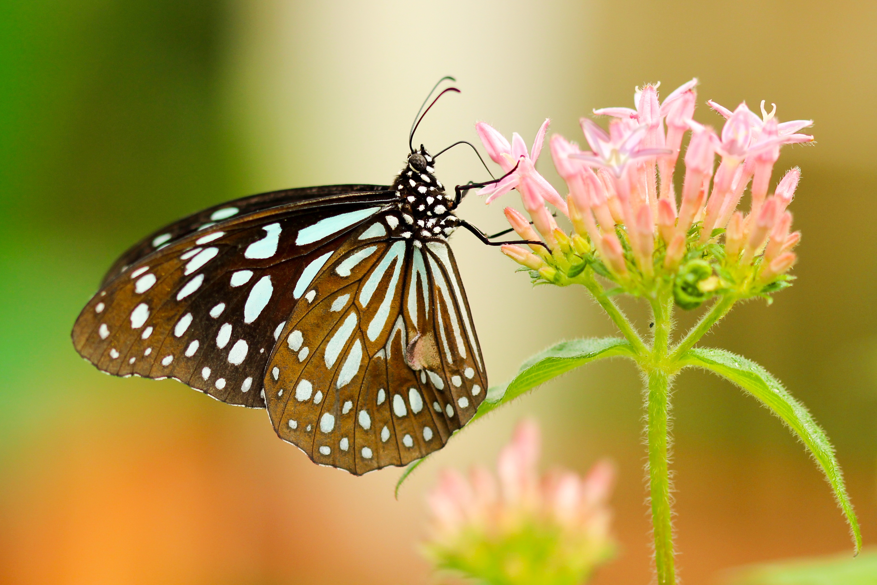 Фото бесплатно мотыльки и бабочки, макросъёмка, белянки