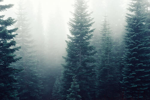 在雾中的圣诞树