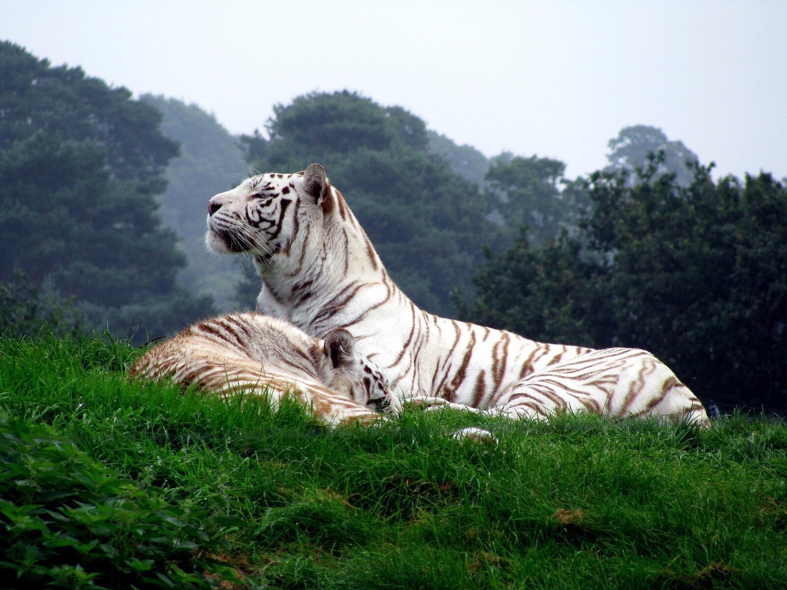 Обои белый тигр лес трава на рабочий стол