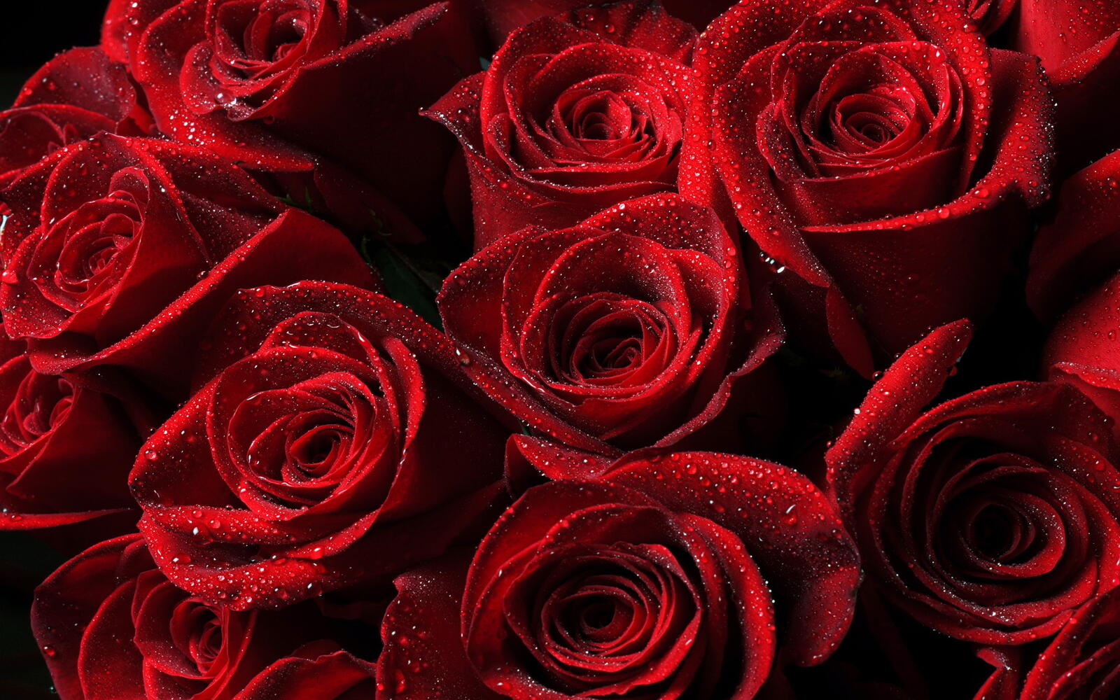 Обои лепестки красные розы макросъёмка на рабочий стол