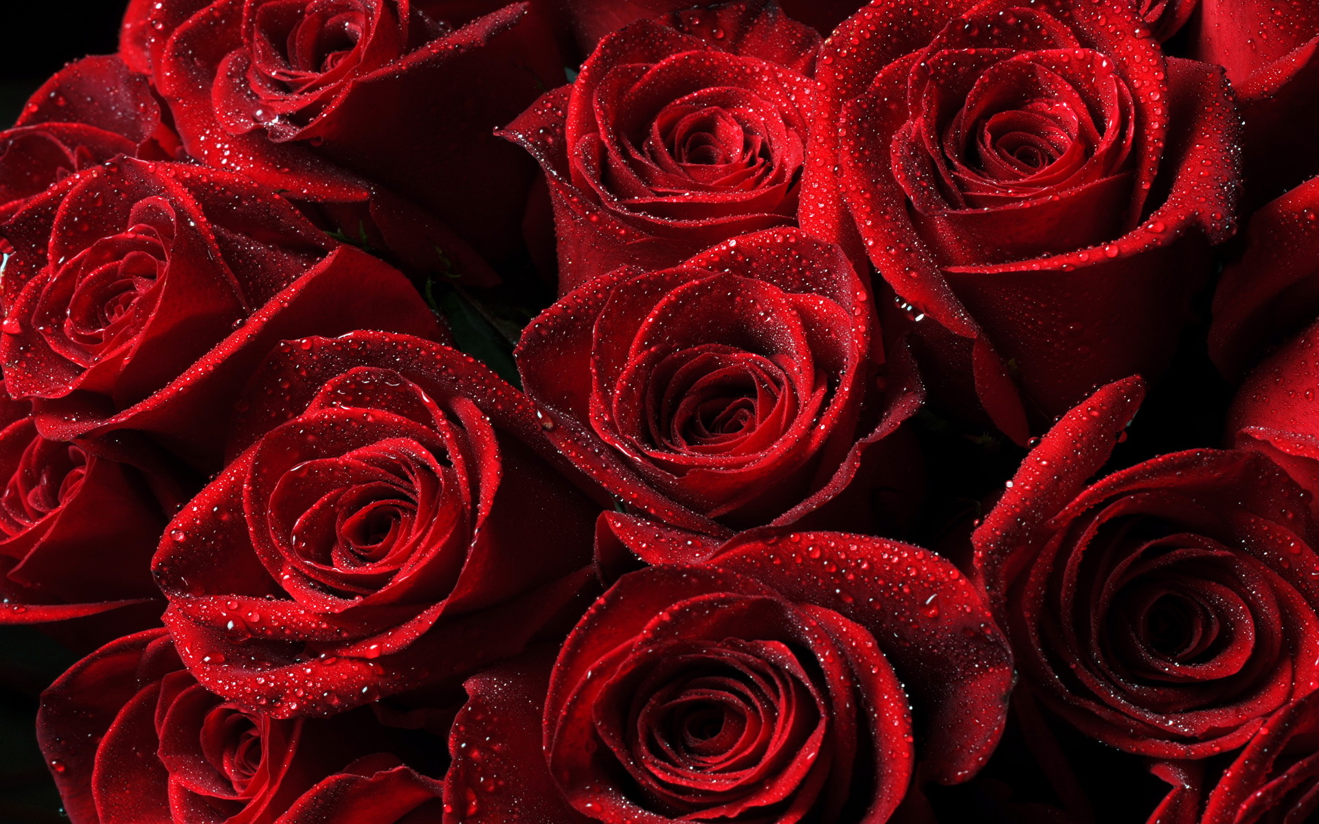 Обои лепестки красные розы макросъёмка на рабочий стол