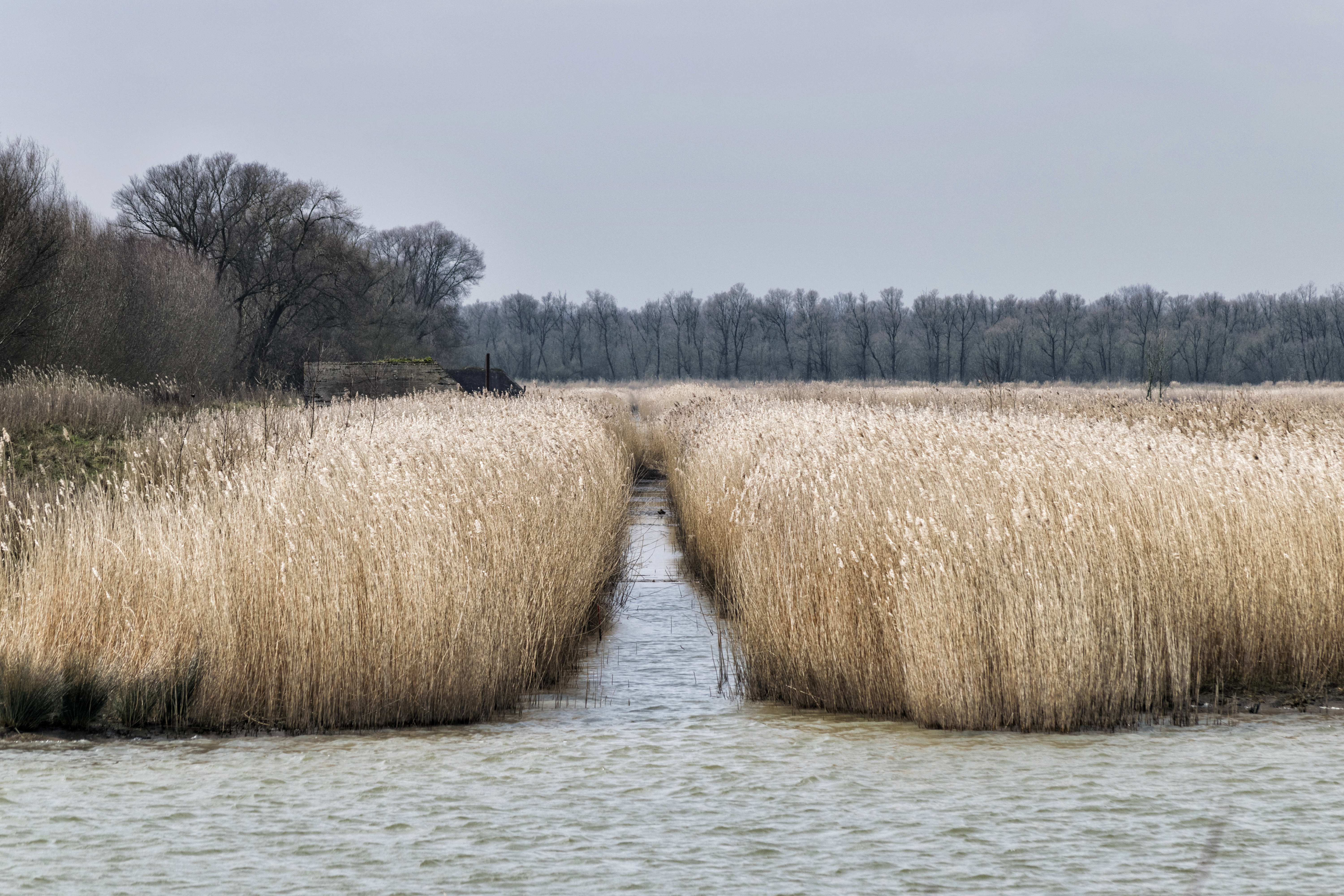 Фото бесплатно трава, nederlandinfotos, озеро