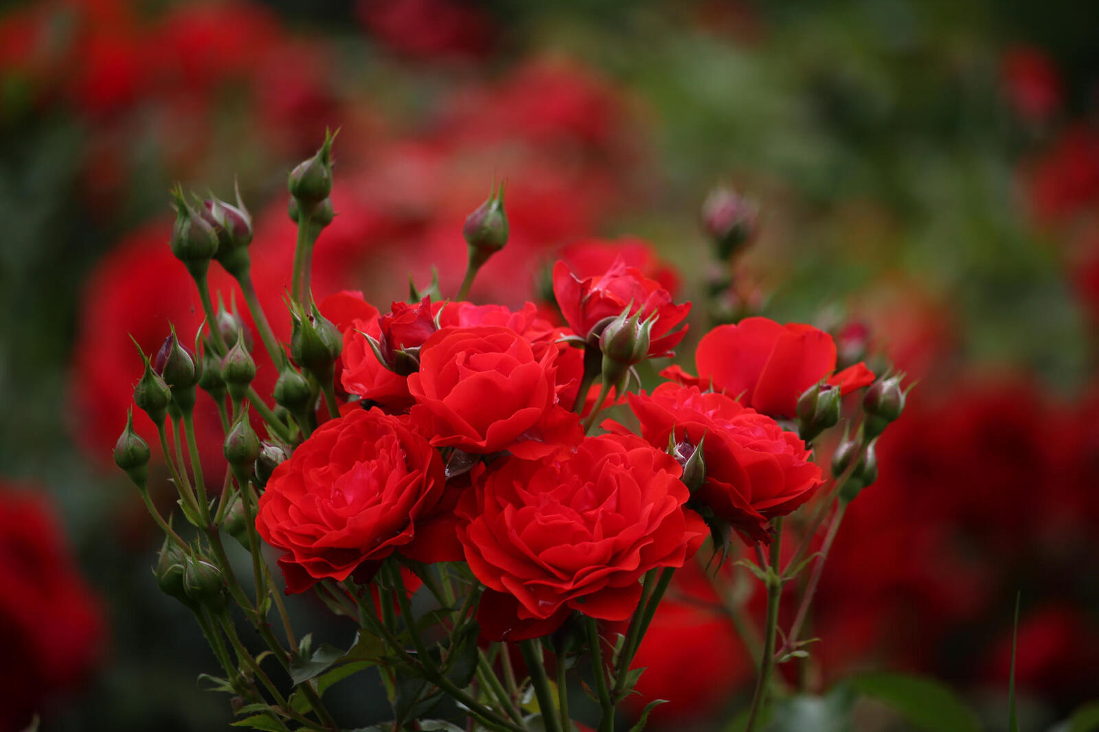 Обои лето флора красные цветы на рабочий стол