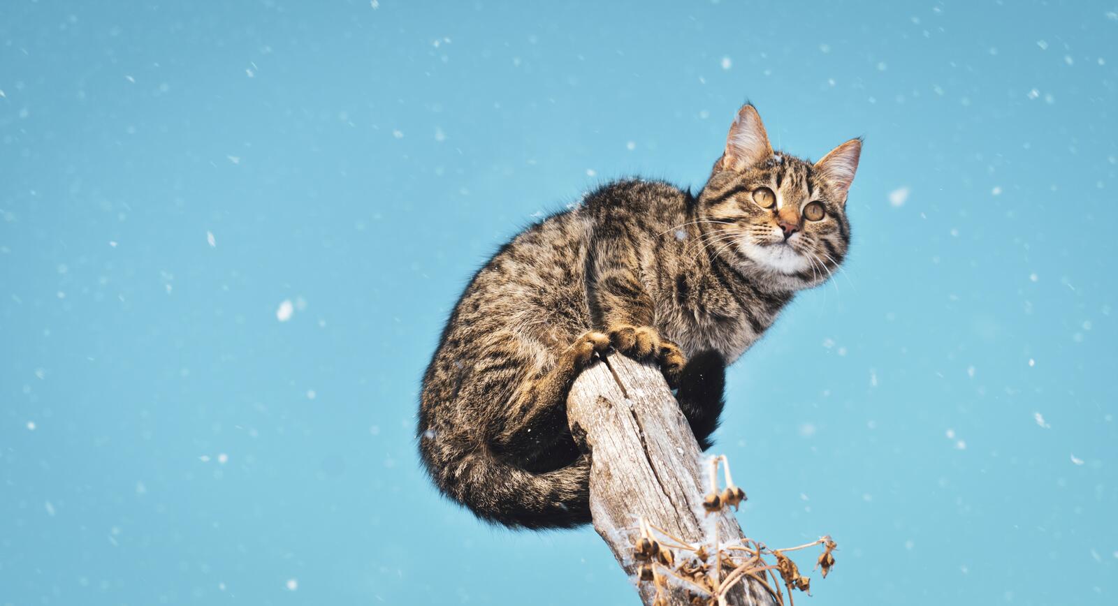 Обои милый кот снег дерево на рабочий стол