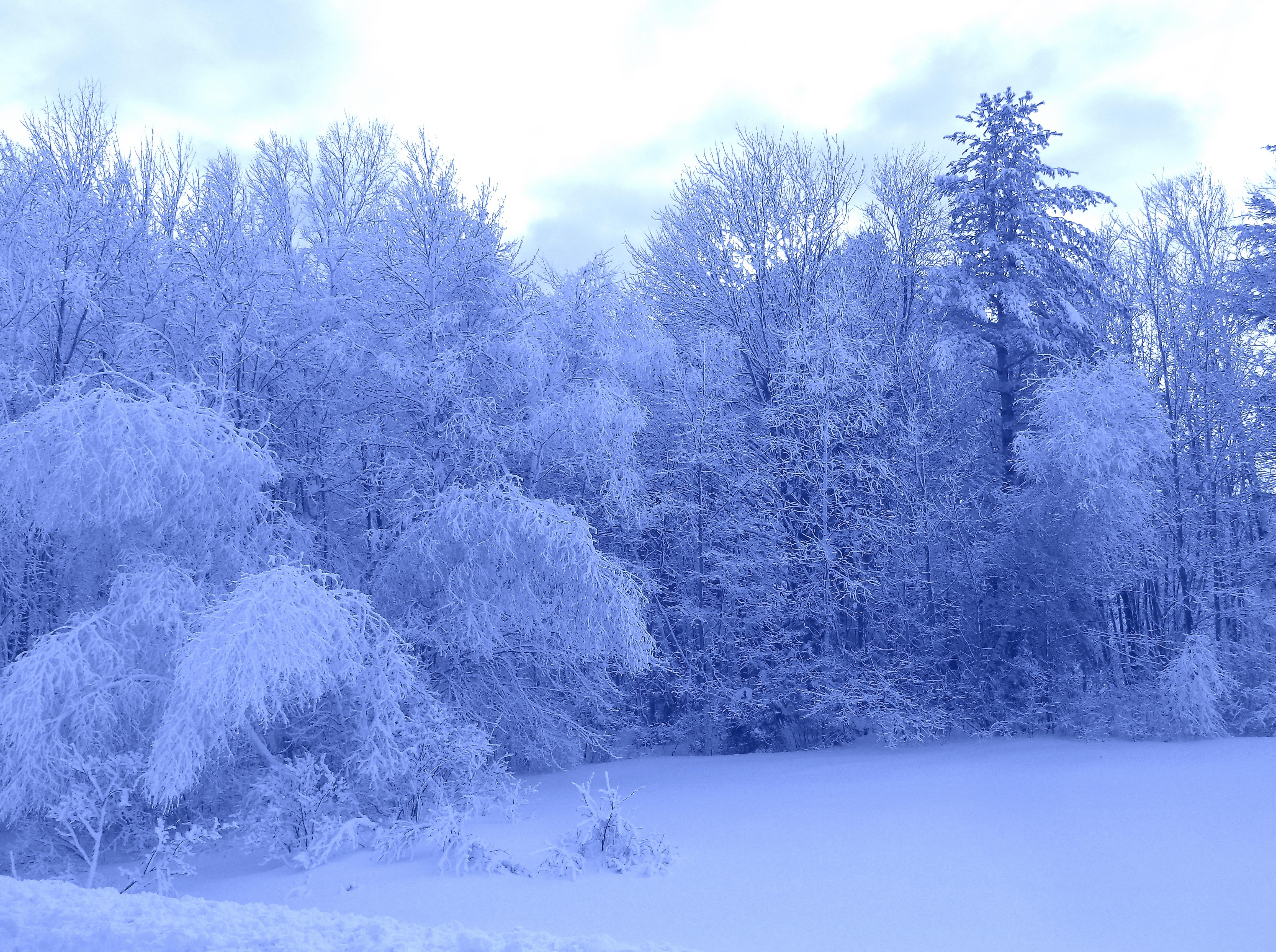 Обои замороженные деревья зима снег на рабочий стол