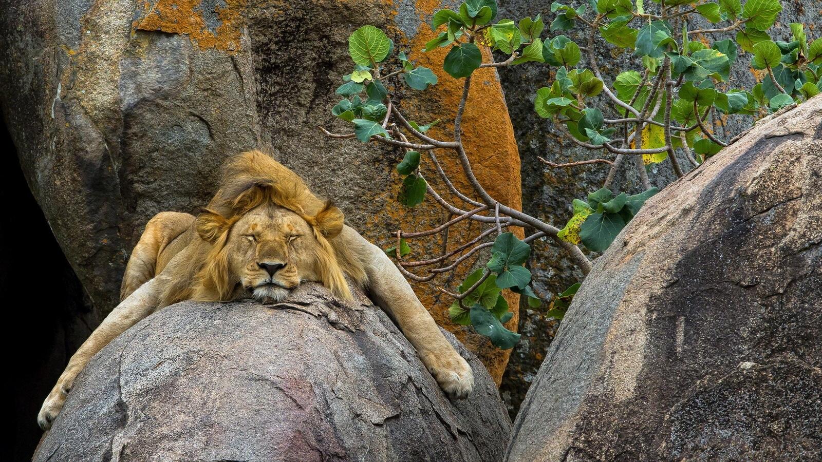 免费照片一头狮子在岩石上睡着了
