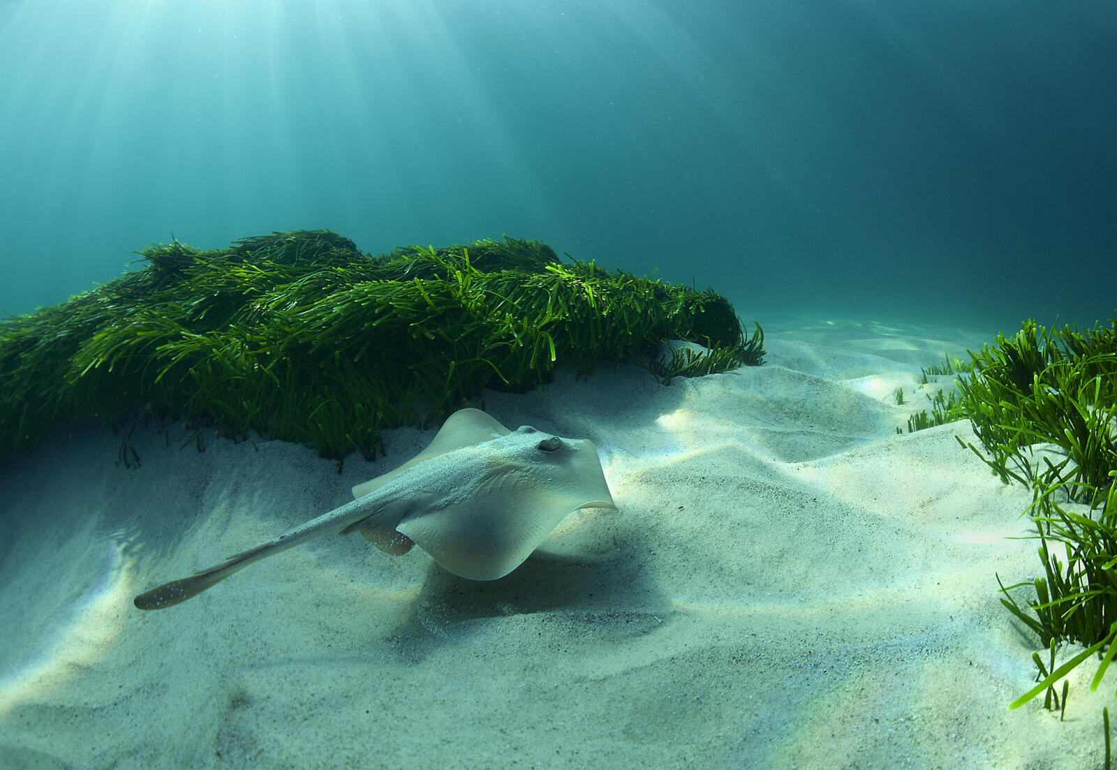 Wallpapers Sea seabed Stingray on the desktop