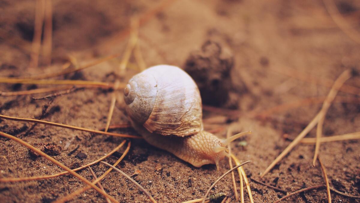 A snail crawling in the sand
