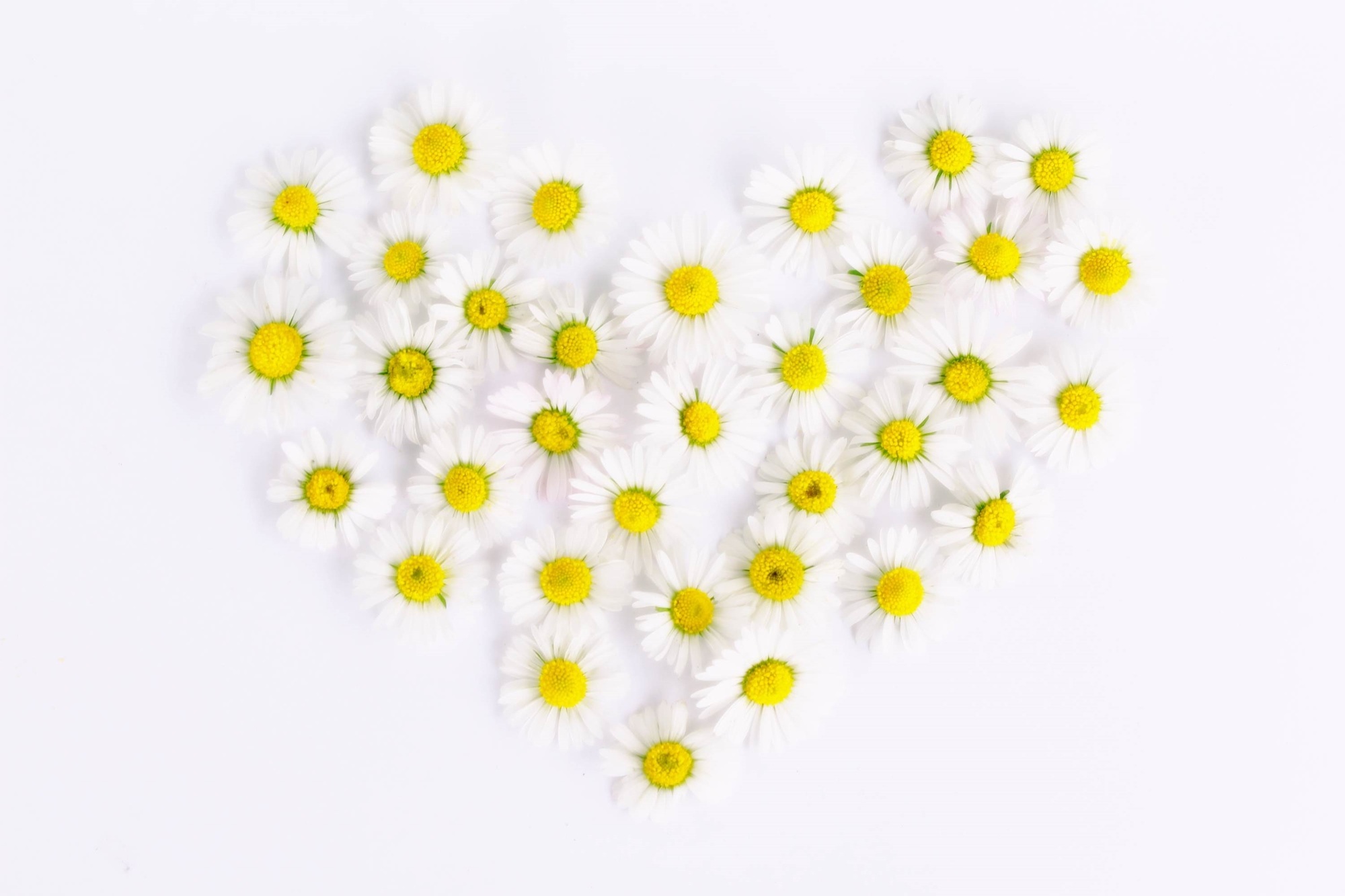 Фото природа, растение, белый, цветок, лепесток, цветения, маргаритка, любовь, сердце, украшение, весна, символ, романтика, романтический, желтый - бесплатные картинки на Fonwall