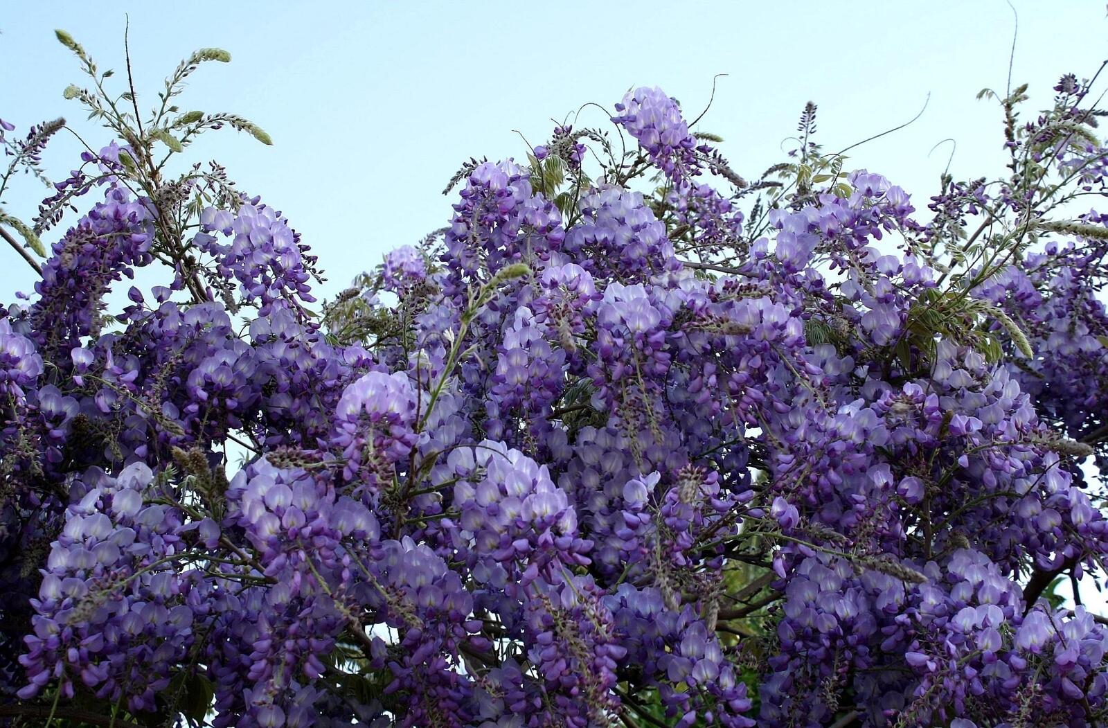 Wallpapers branches wisteria purple flowers on the desktop
