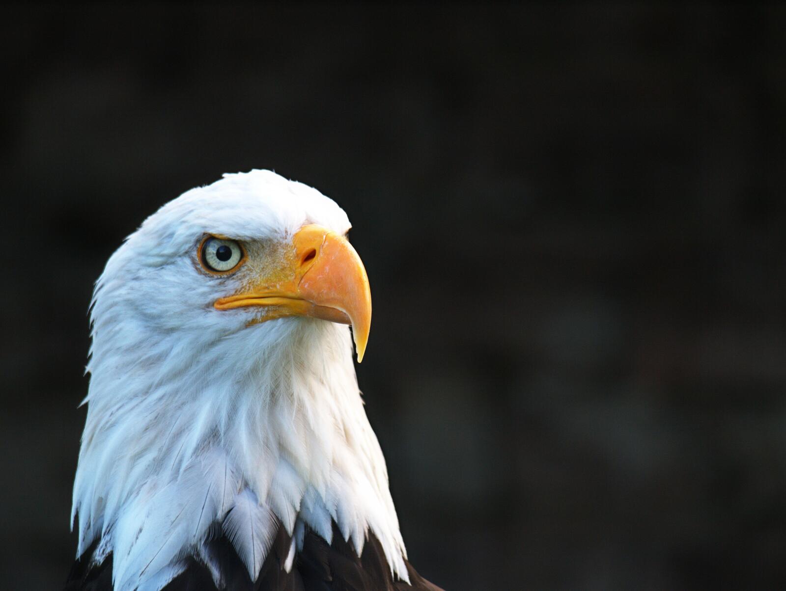 Wallpapers eagle majestic looking away on the desktop