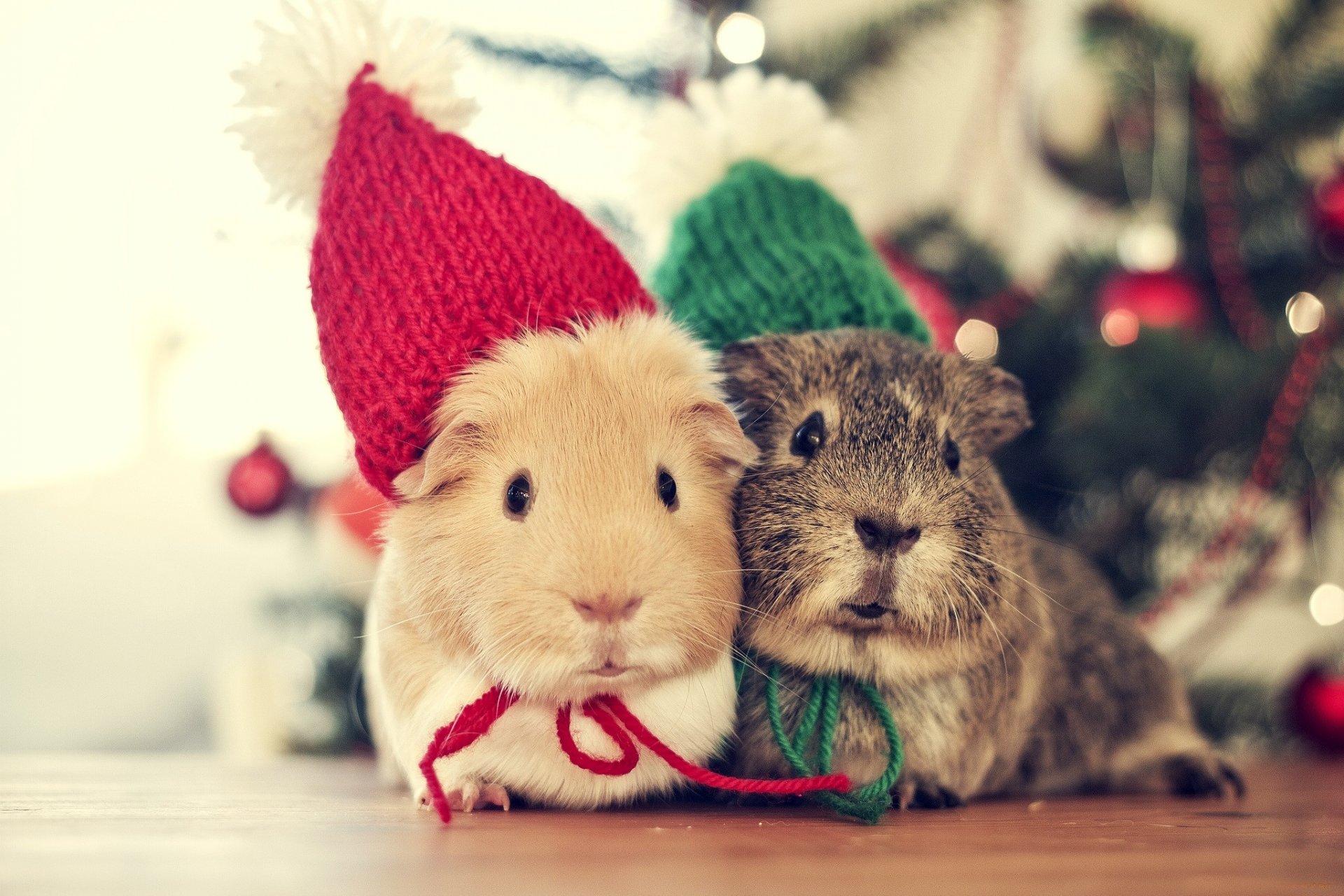 Wallpapers guinea pigs animals new year`s hat on the desktop