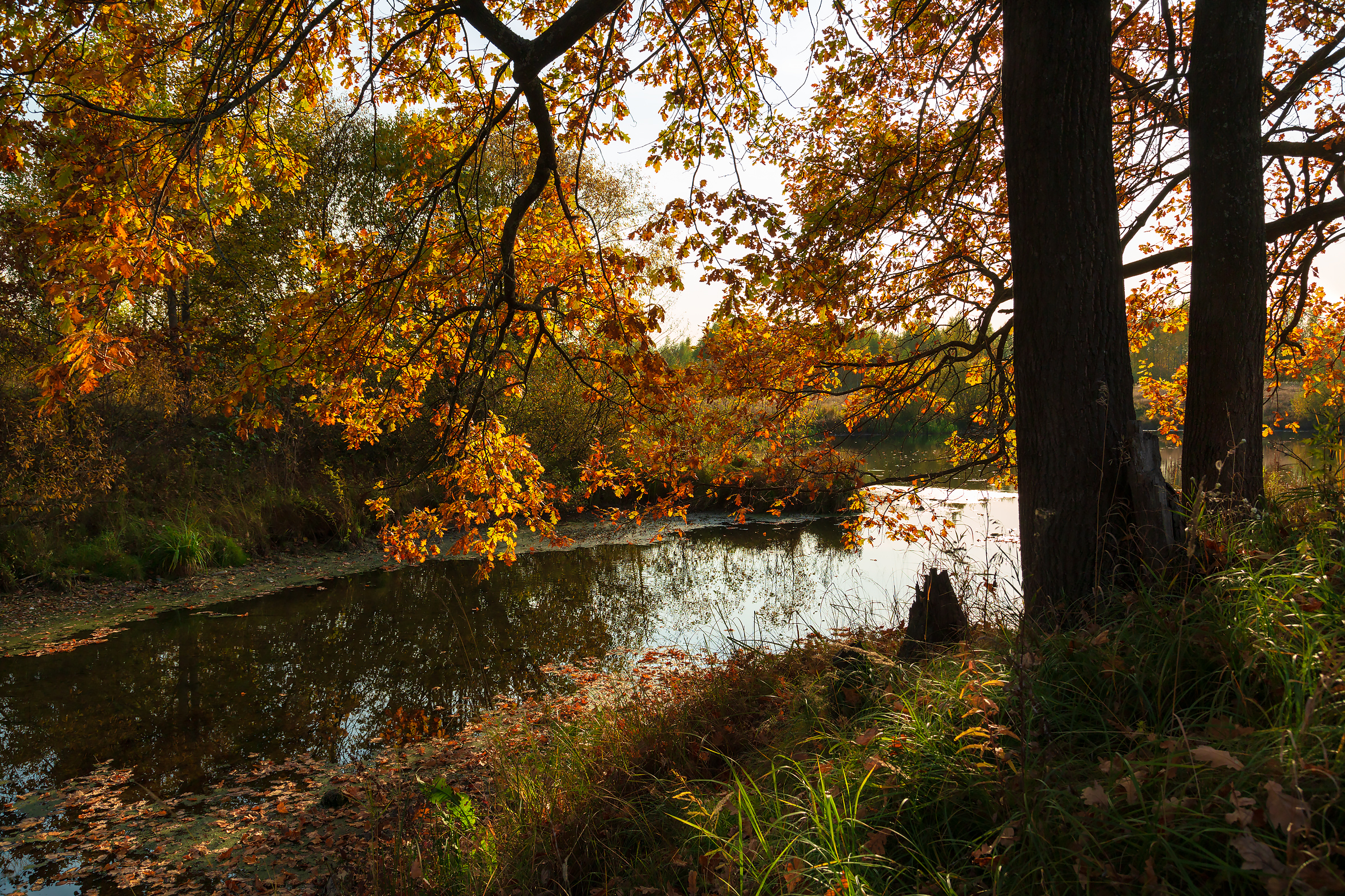 Бесплатное фото Осенний пейзаж