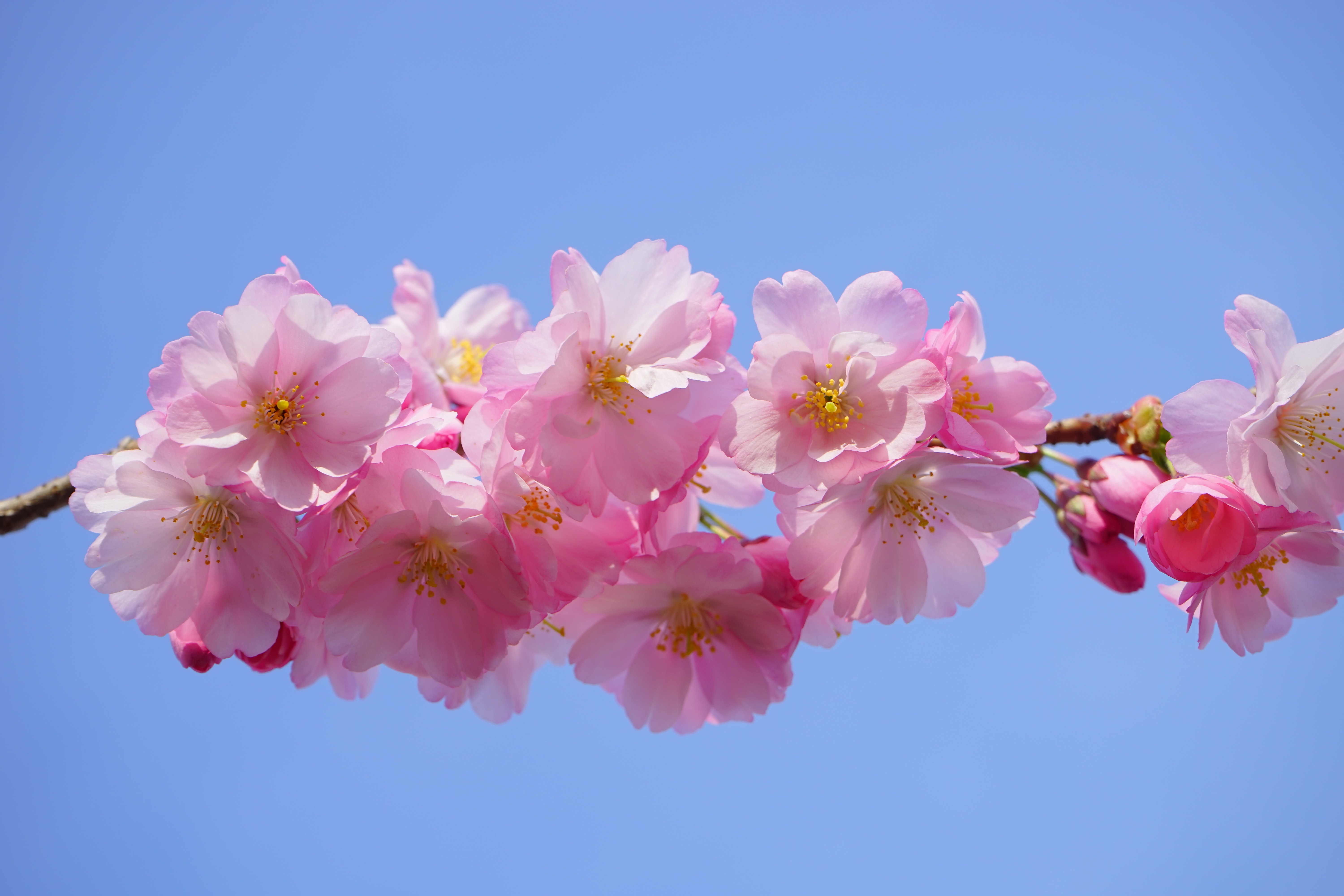 Wallpapers japanese flowering cherry flowers plant on the desktop