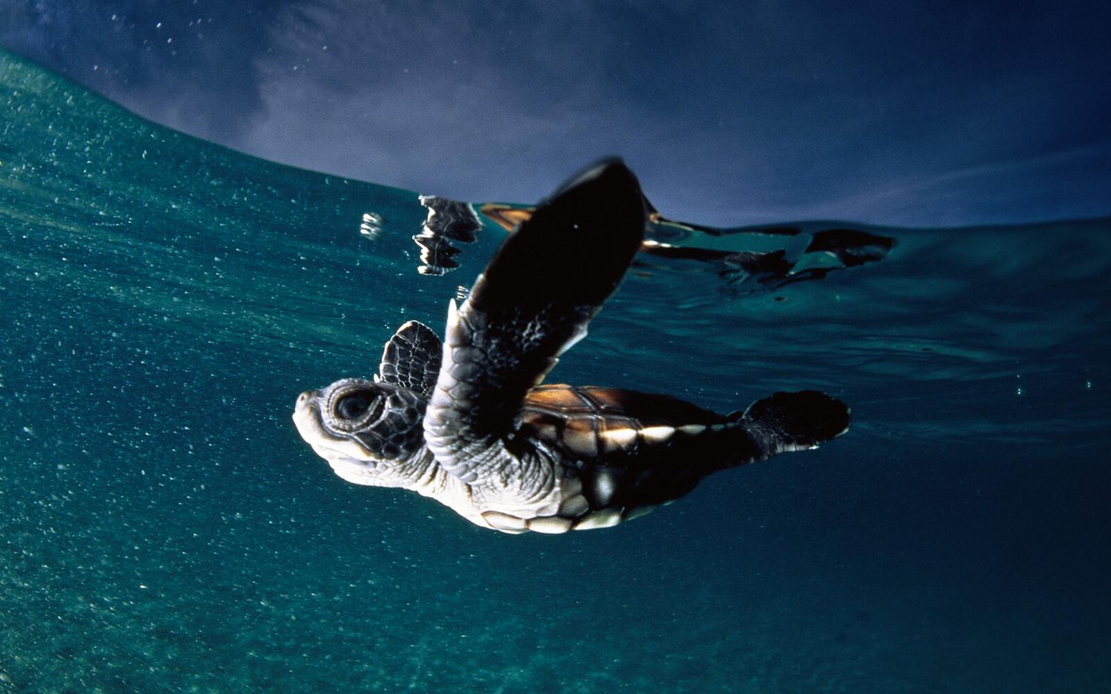 Обои черепаха море плавать на рабочий стол