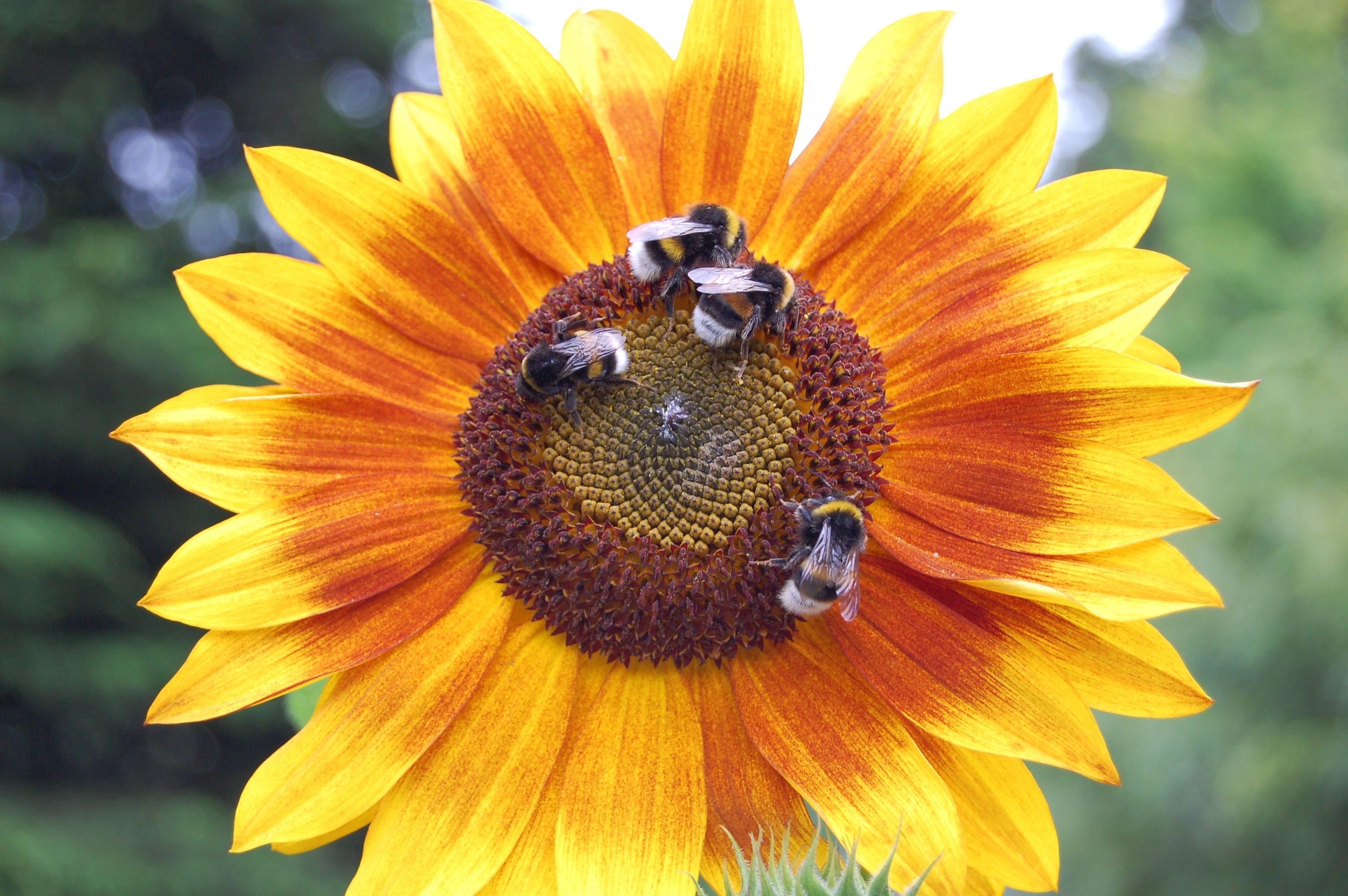 Wallpapers wallpaper bees pollination sunflower on the desktop