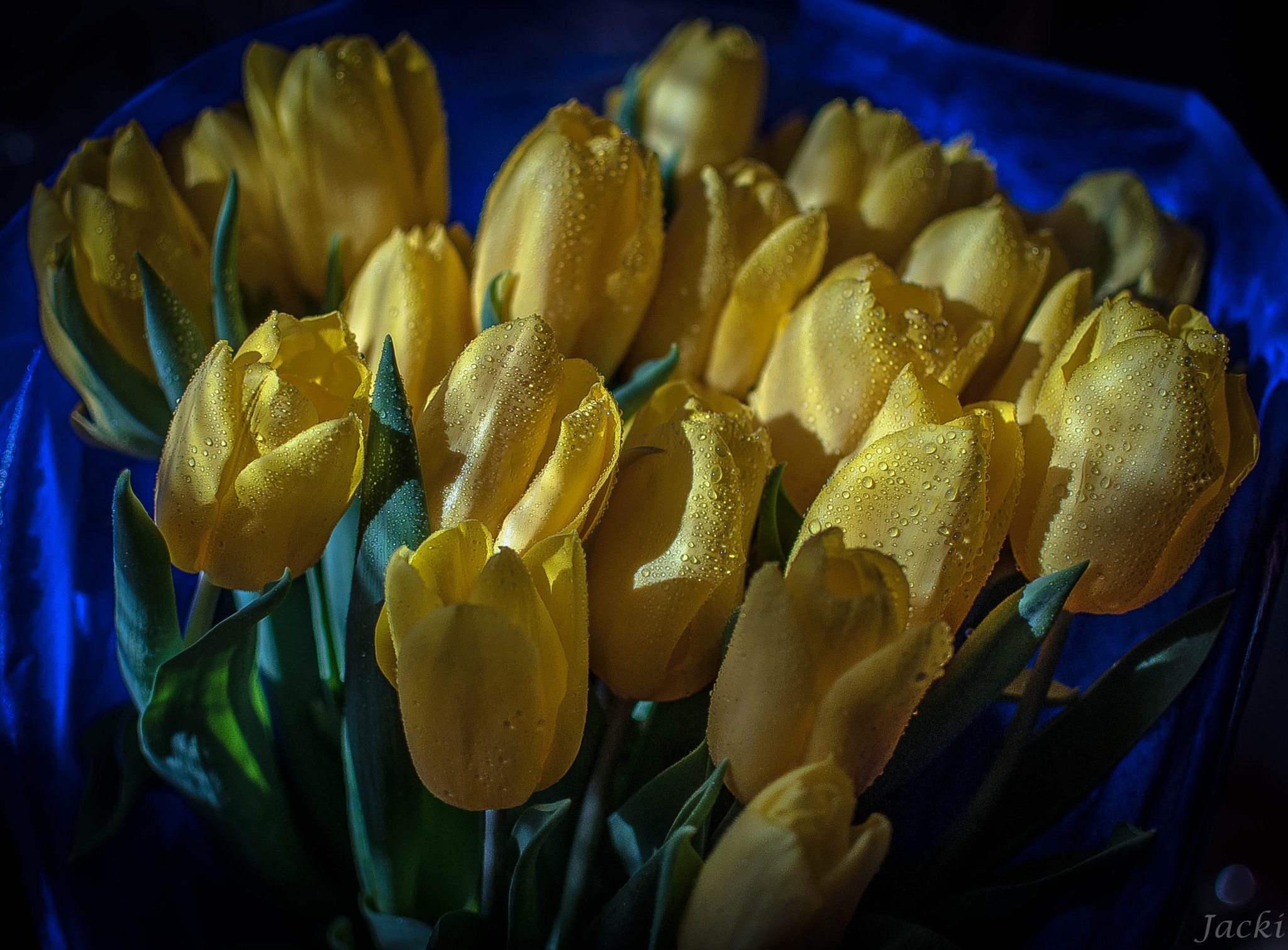 Wallpapers bouquet yellow tulips drops on the desktop