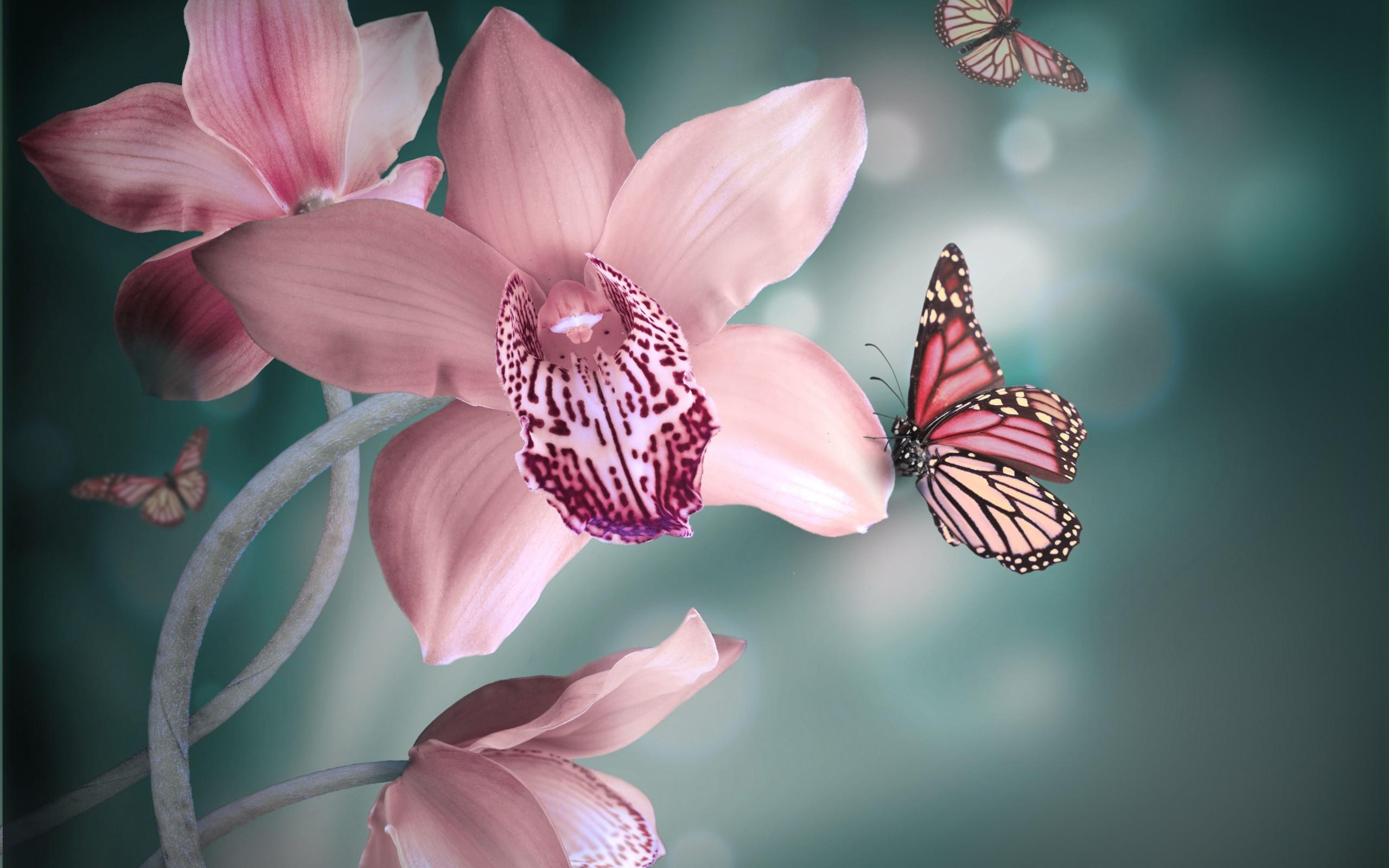 Обои бабочки цветы орхидея на рабочий стол