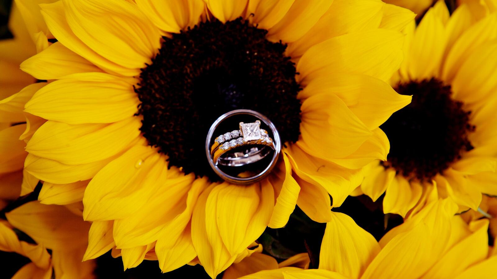 免费照片向日葵和结婚戒指