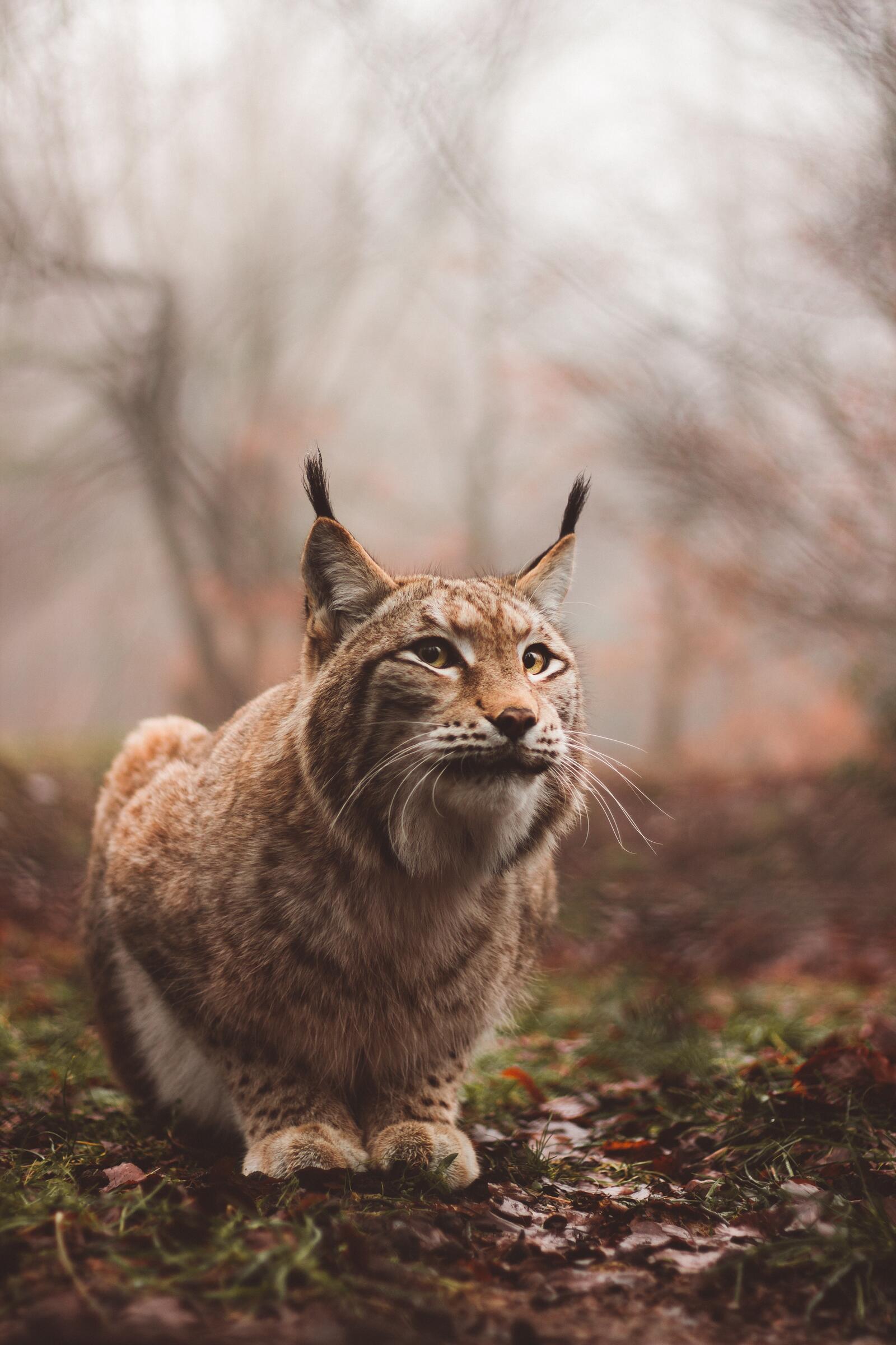 Wallpapers lynx predator big cat on the desktop
