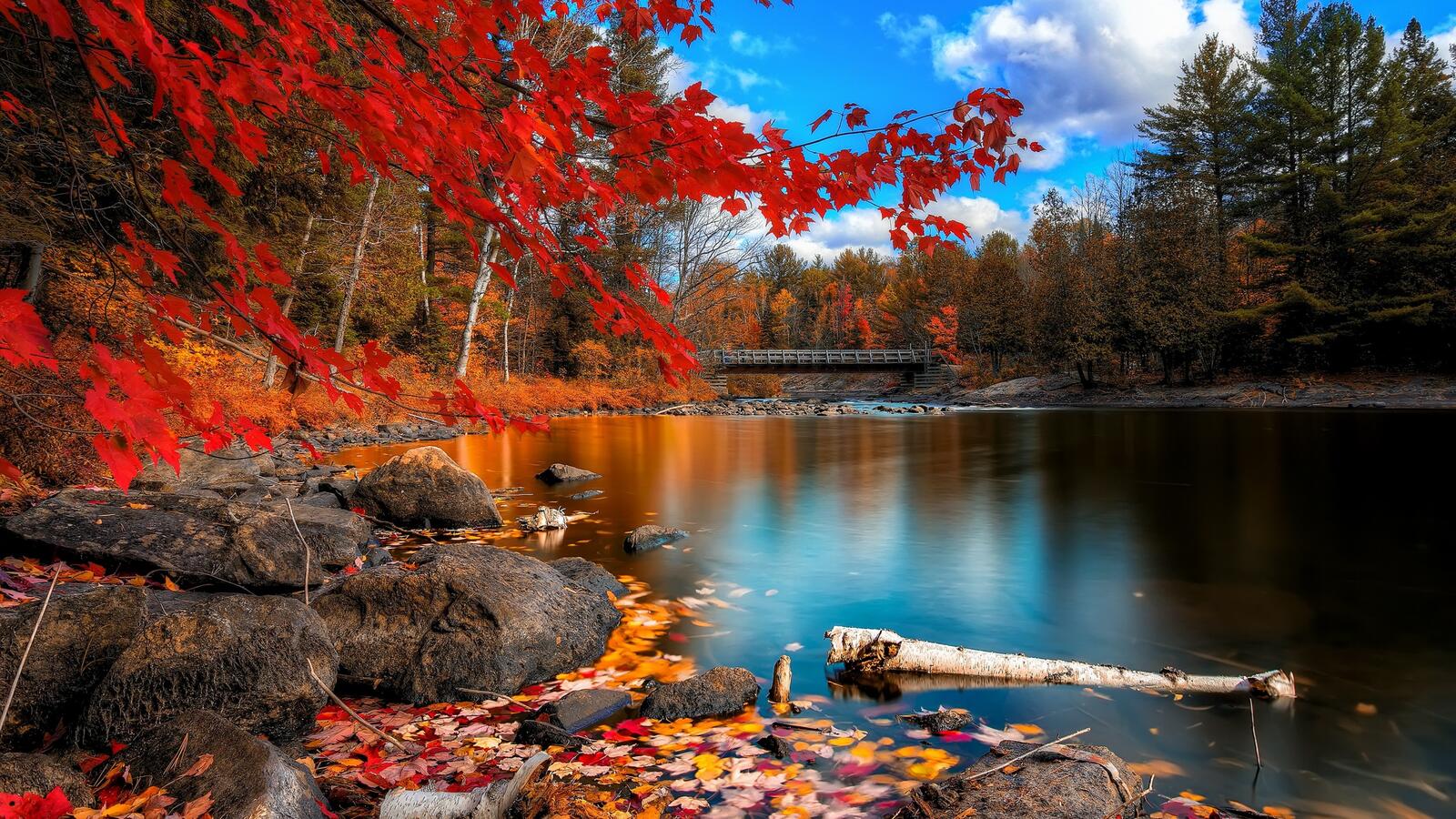 Wallpapers nature autumn red foliage on the desktop