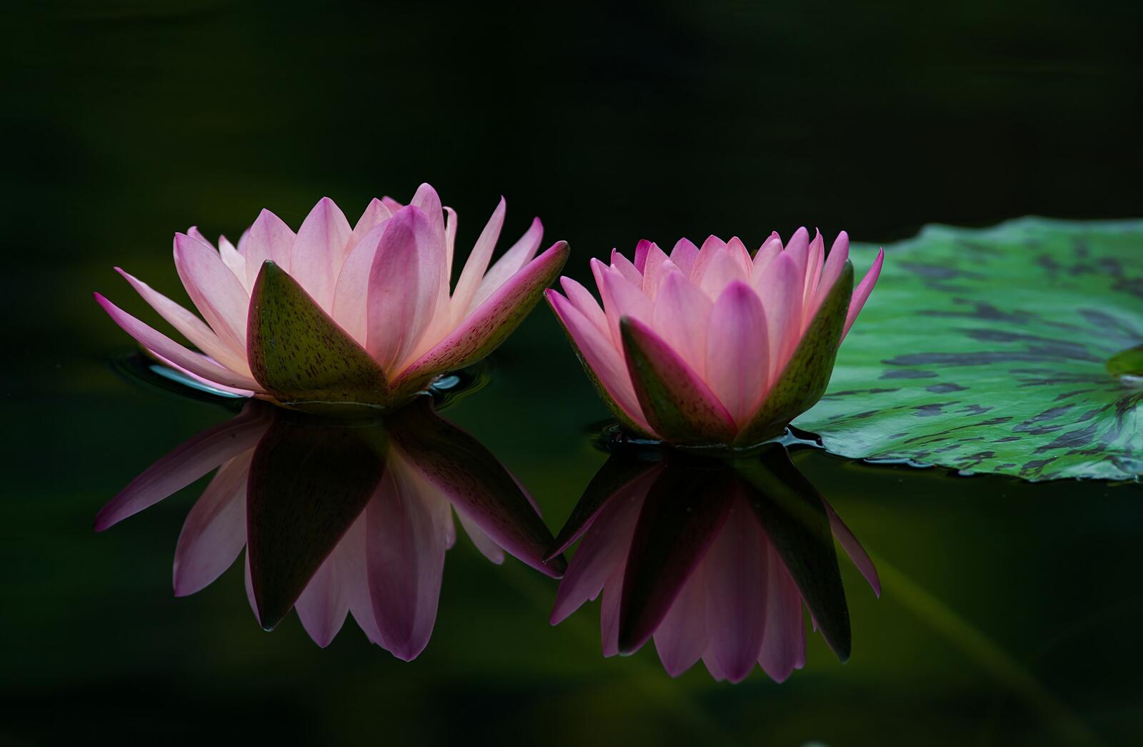 Free photo Pink lotus on the water