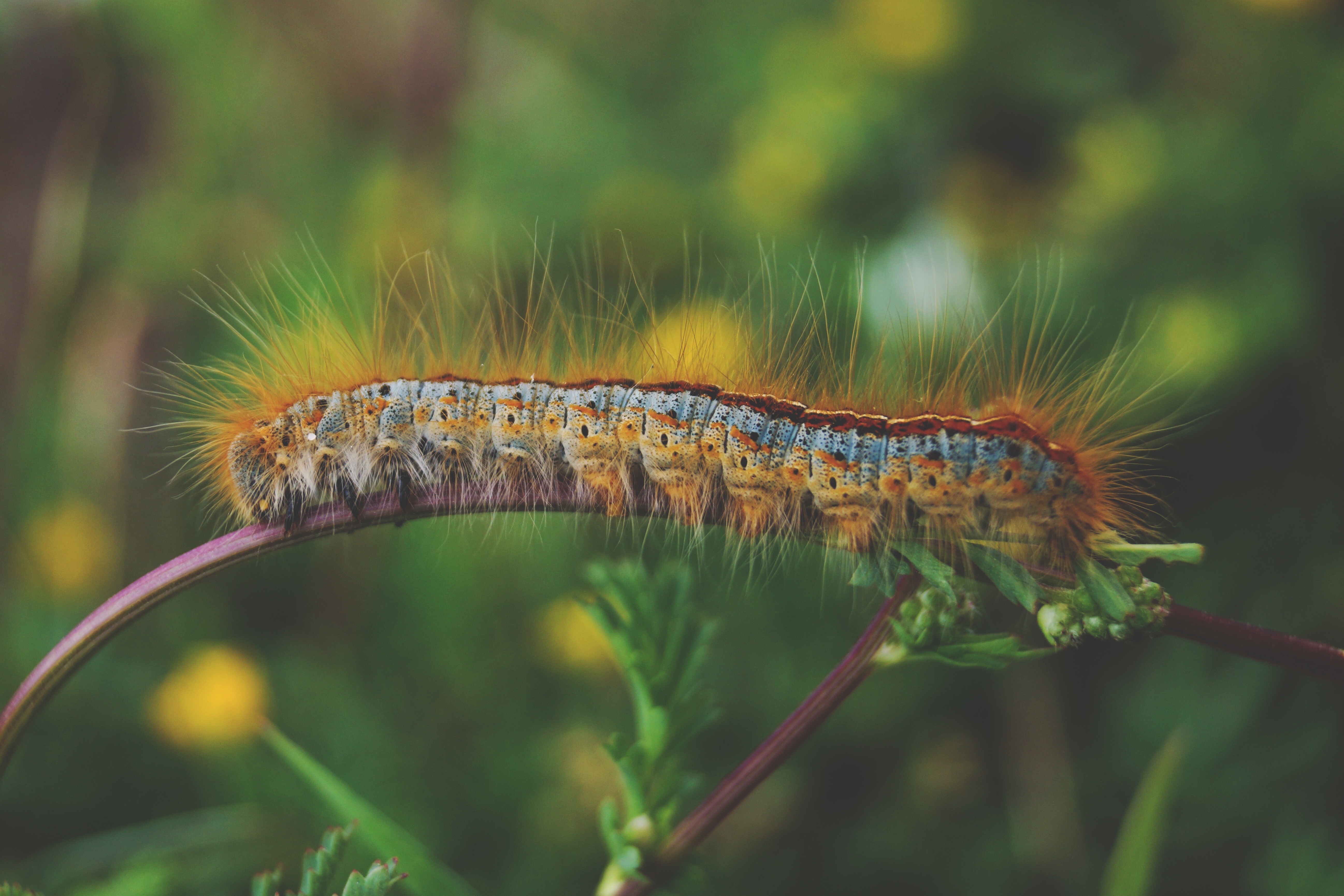 Wallpapers furry caterpillar macro photography on the desktop