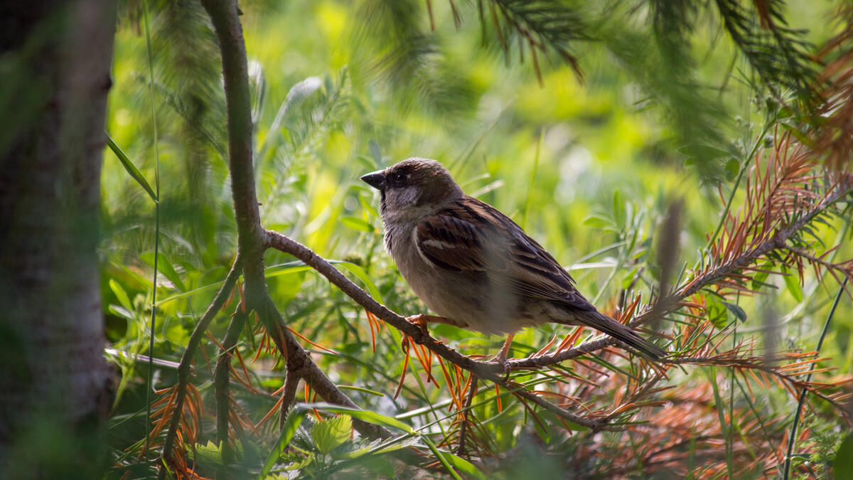 Screensaver bird, a Sparrow on the desktop for free