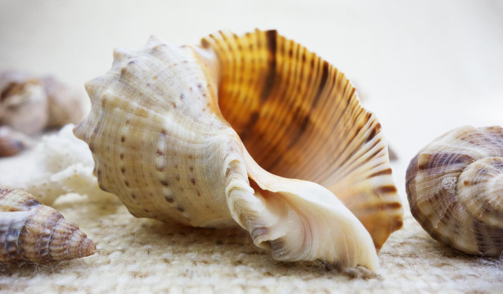 Wallpapers seashells collection natural on the desktop