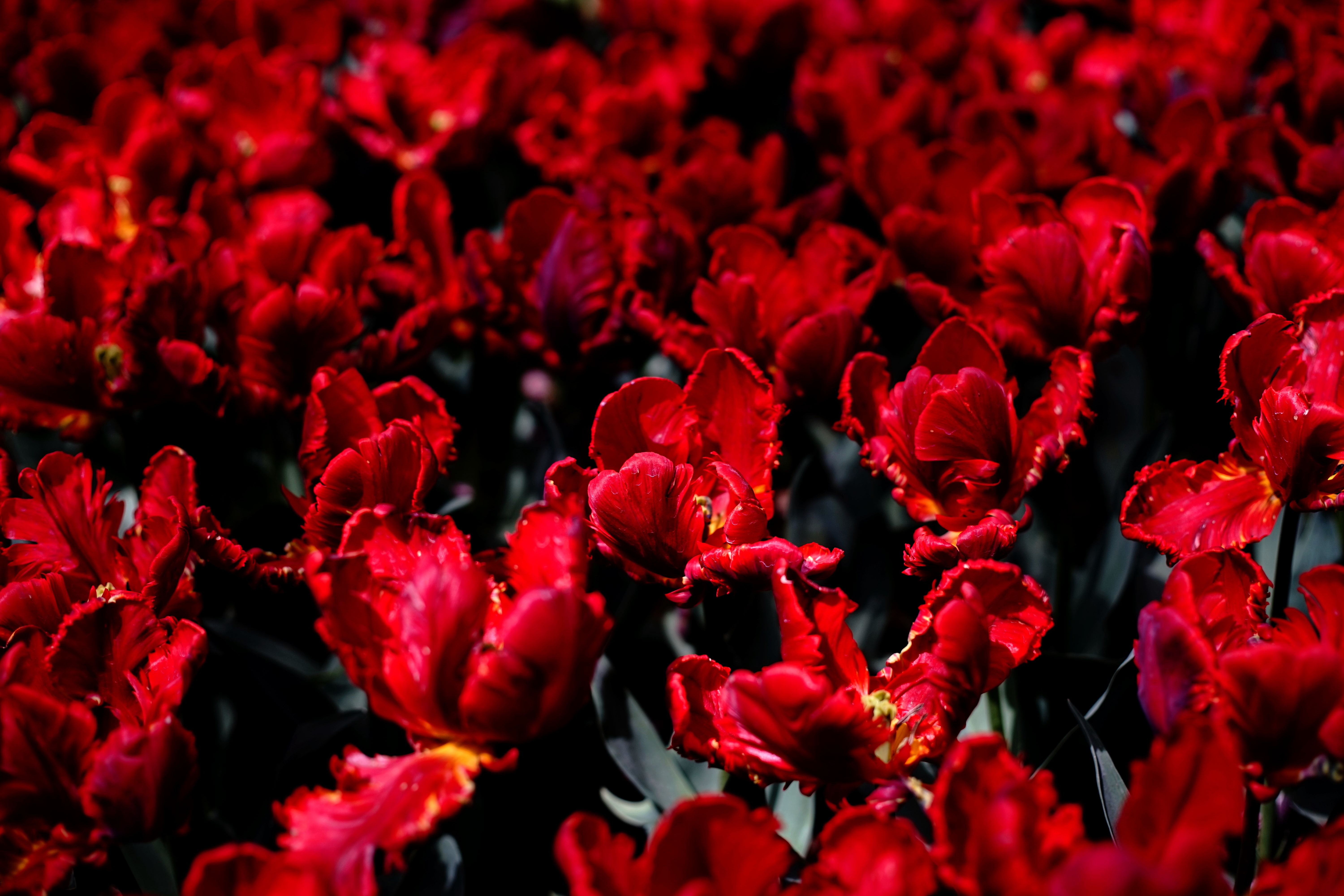 Обои красные тюльпаны сад поле на рабочий стол