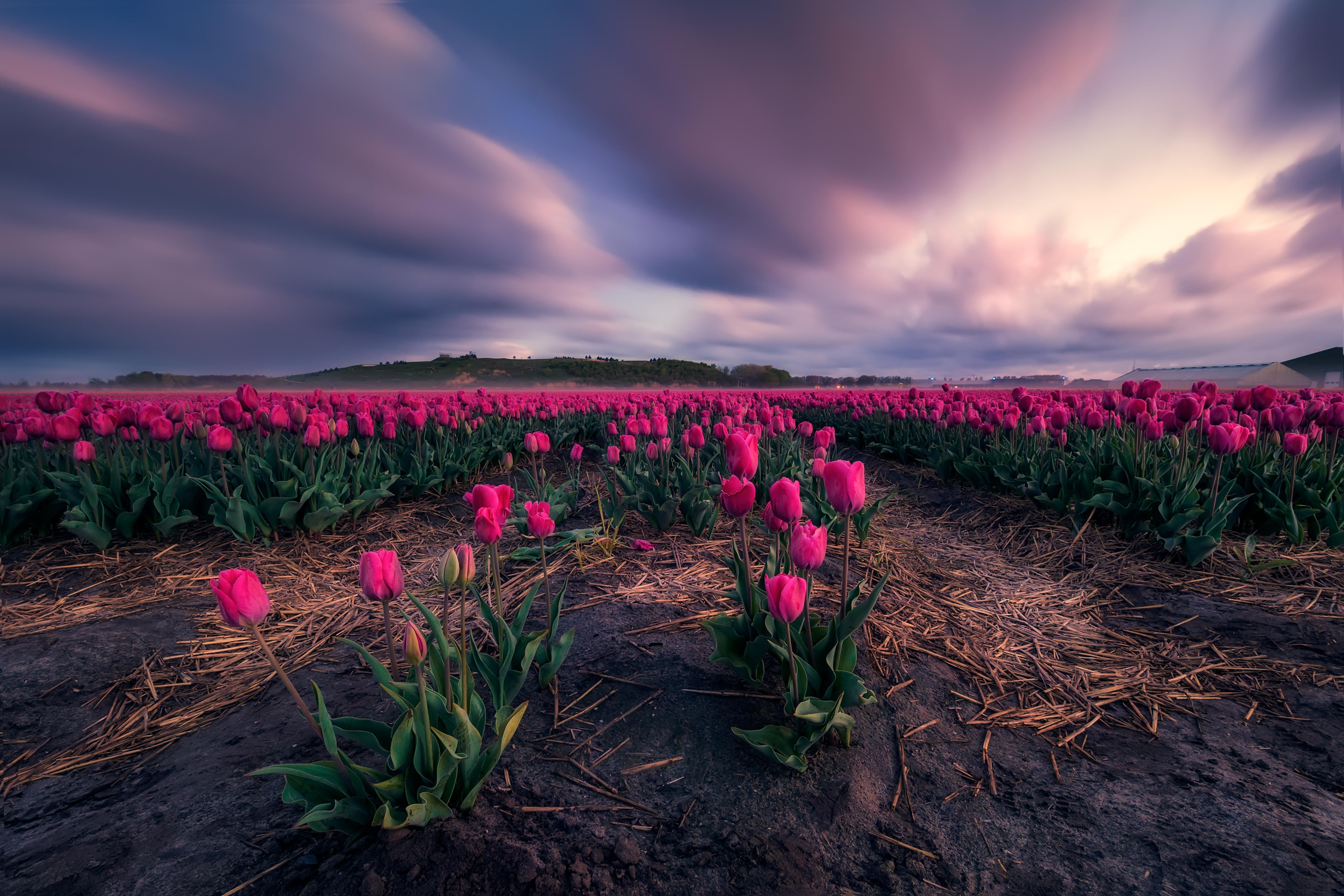 Wallpapers tulips flowers sunset on the desktop