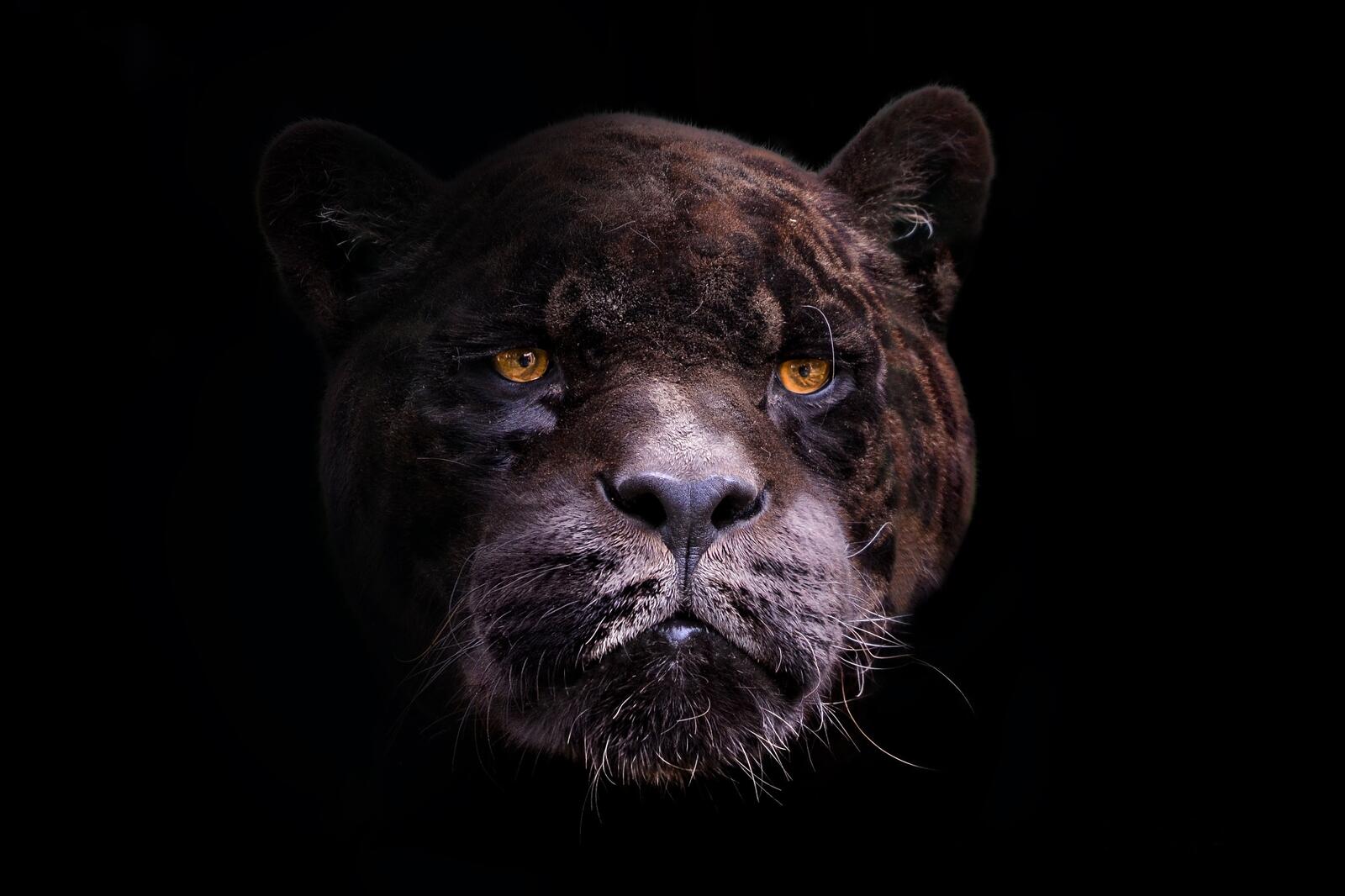 Wallpapers black panther predator black background on the desktop