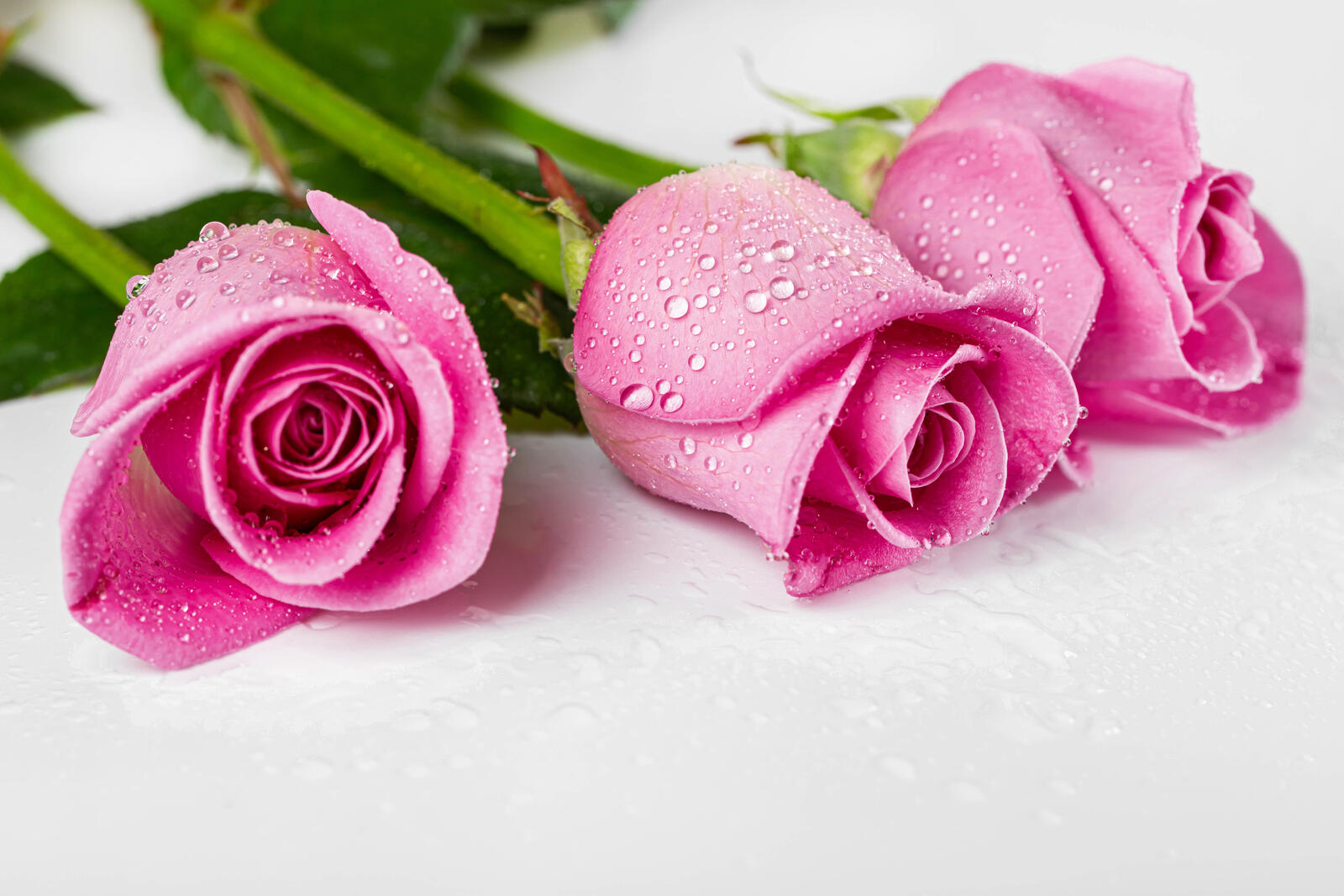 Обои серый фон розовые капли капли цветов на рабочий стол