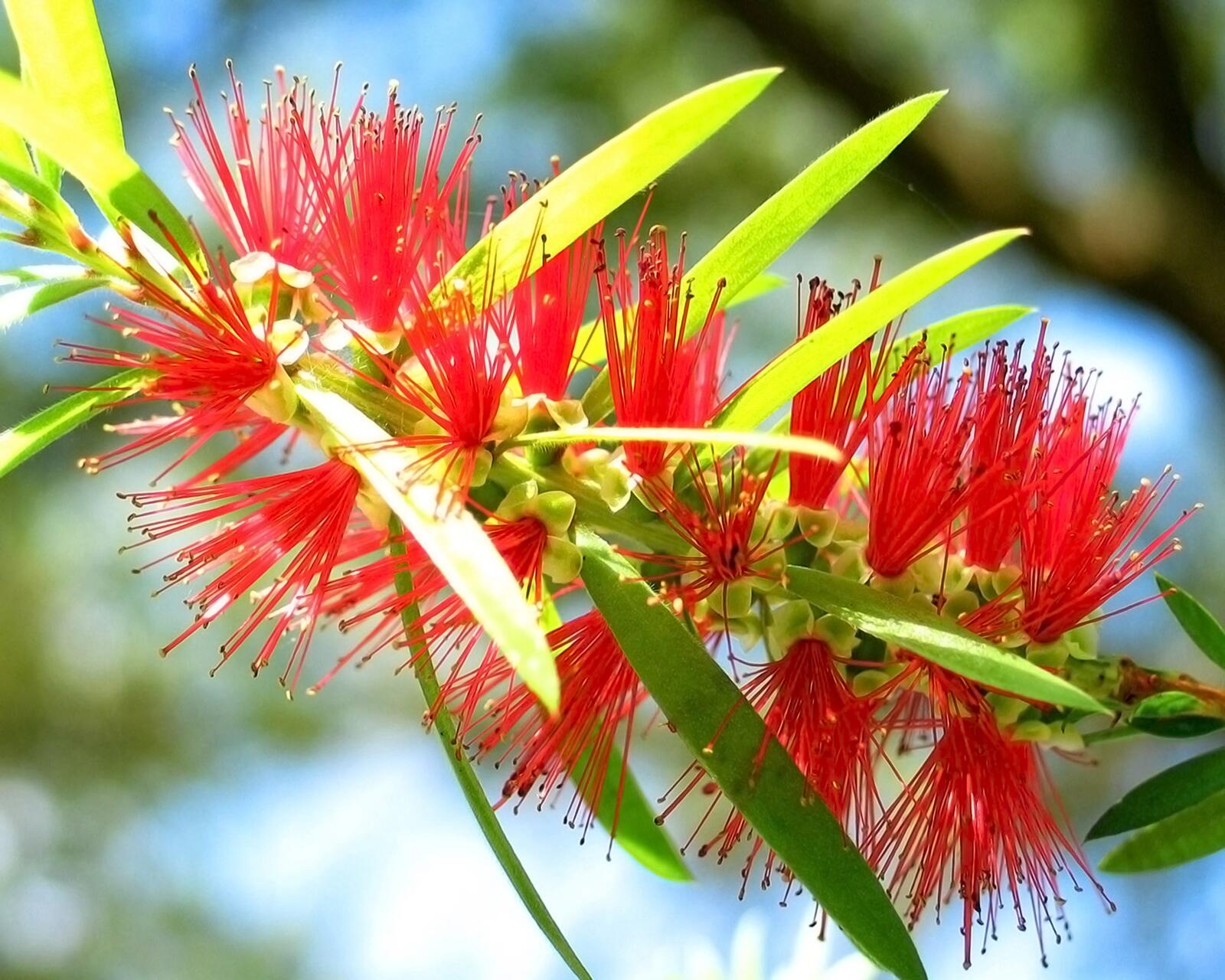 Бесплатное фото Необычное растение с красными иголочками