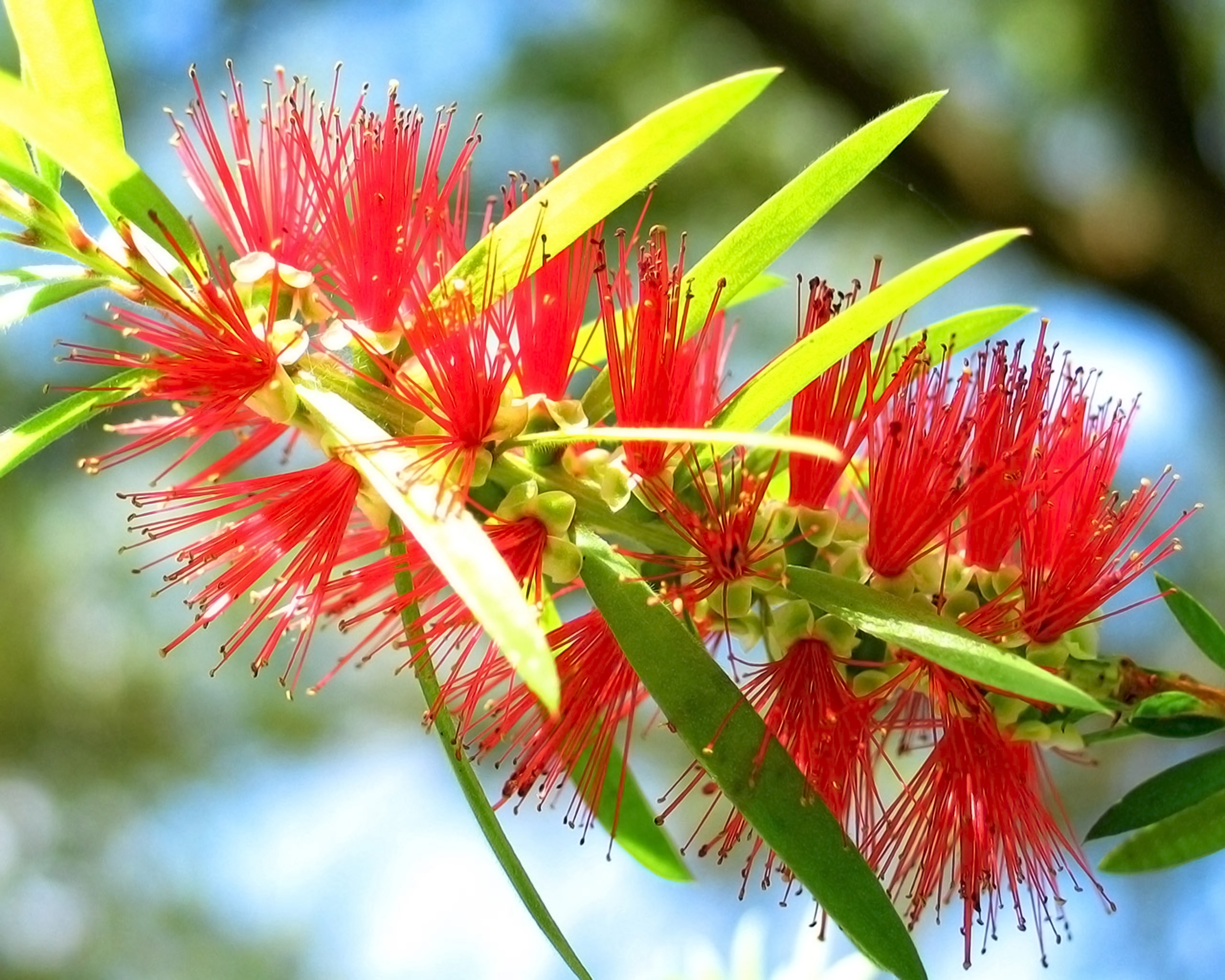 Необычное растение с красными иголочками · бесплатная фотография от Fonwall