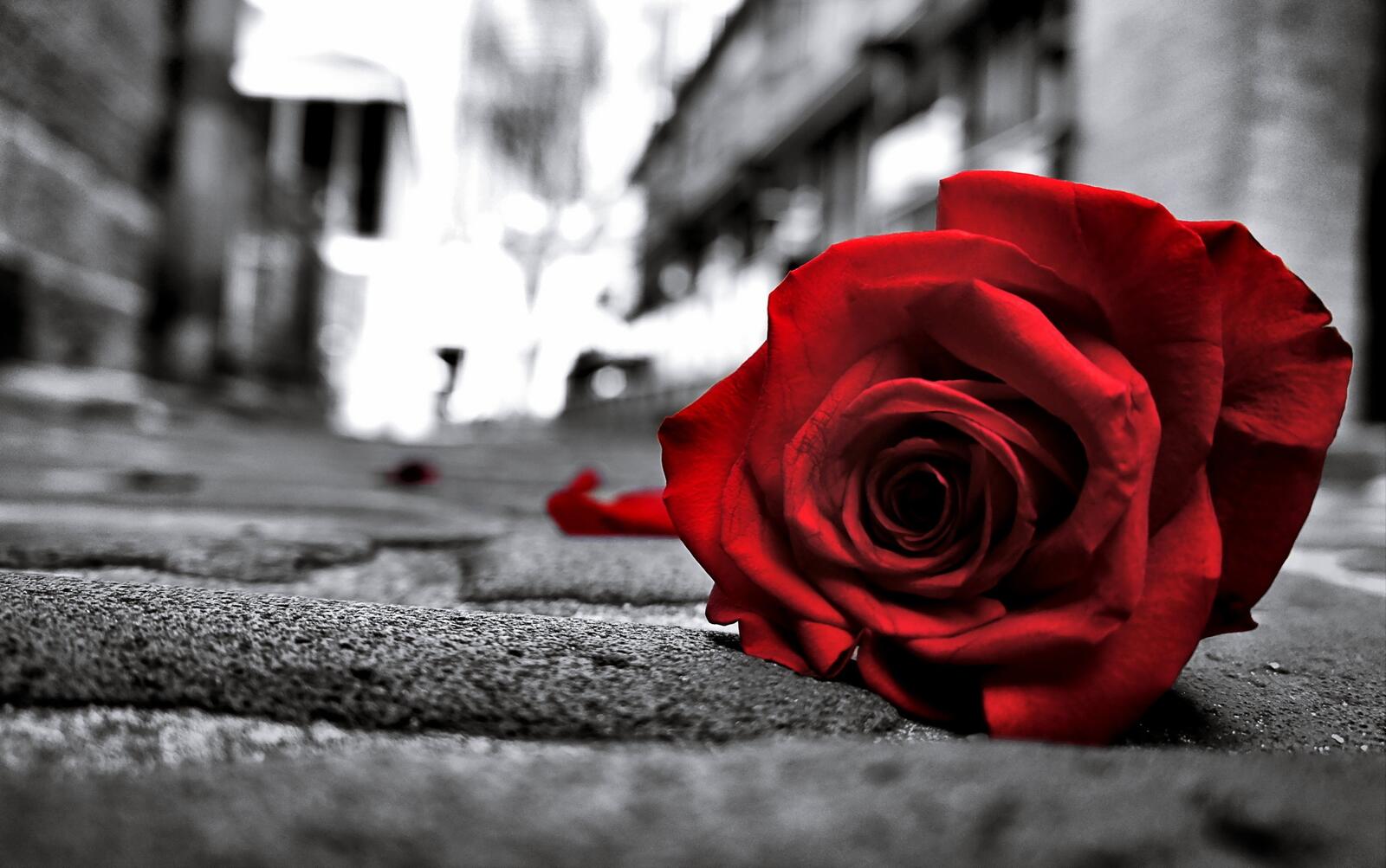Бесплатное фото Брошенная красная роза на монохромном фото
