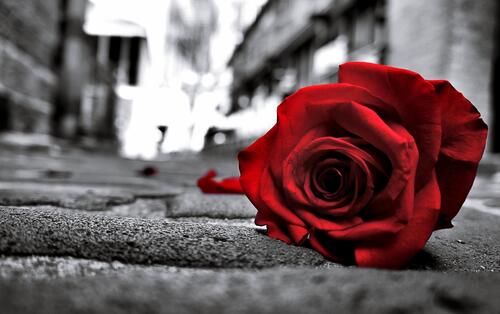 Брошенная красная роза на монохромном фото