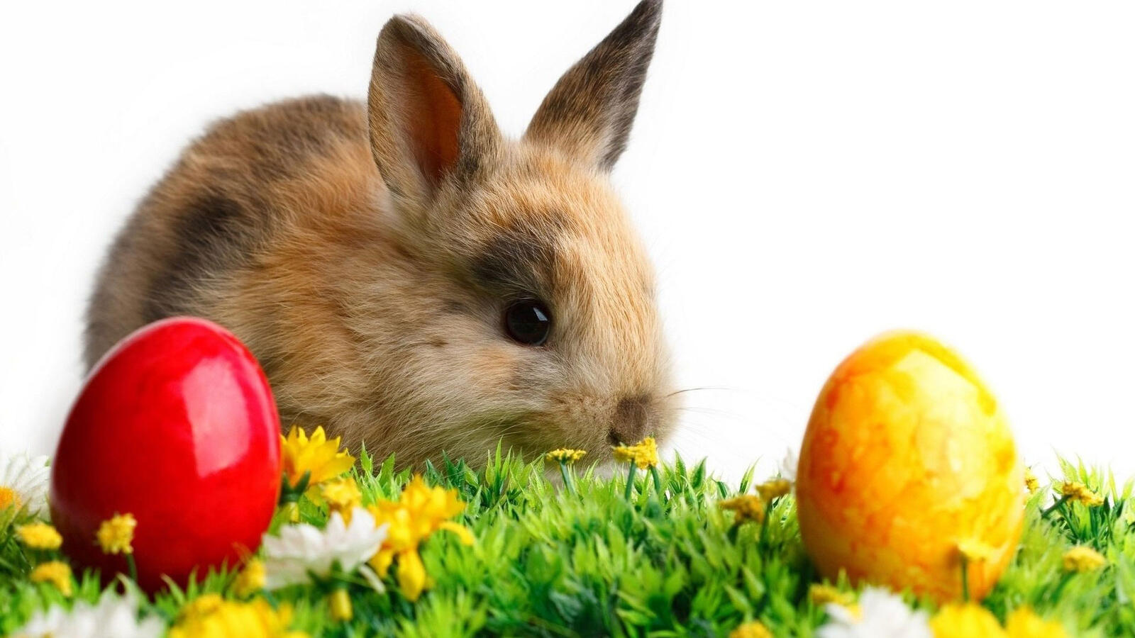 Обои кролик животные цветные яйца на рабочий стол