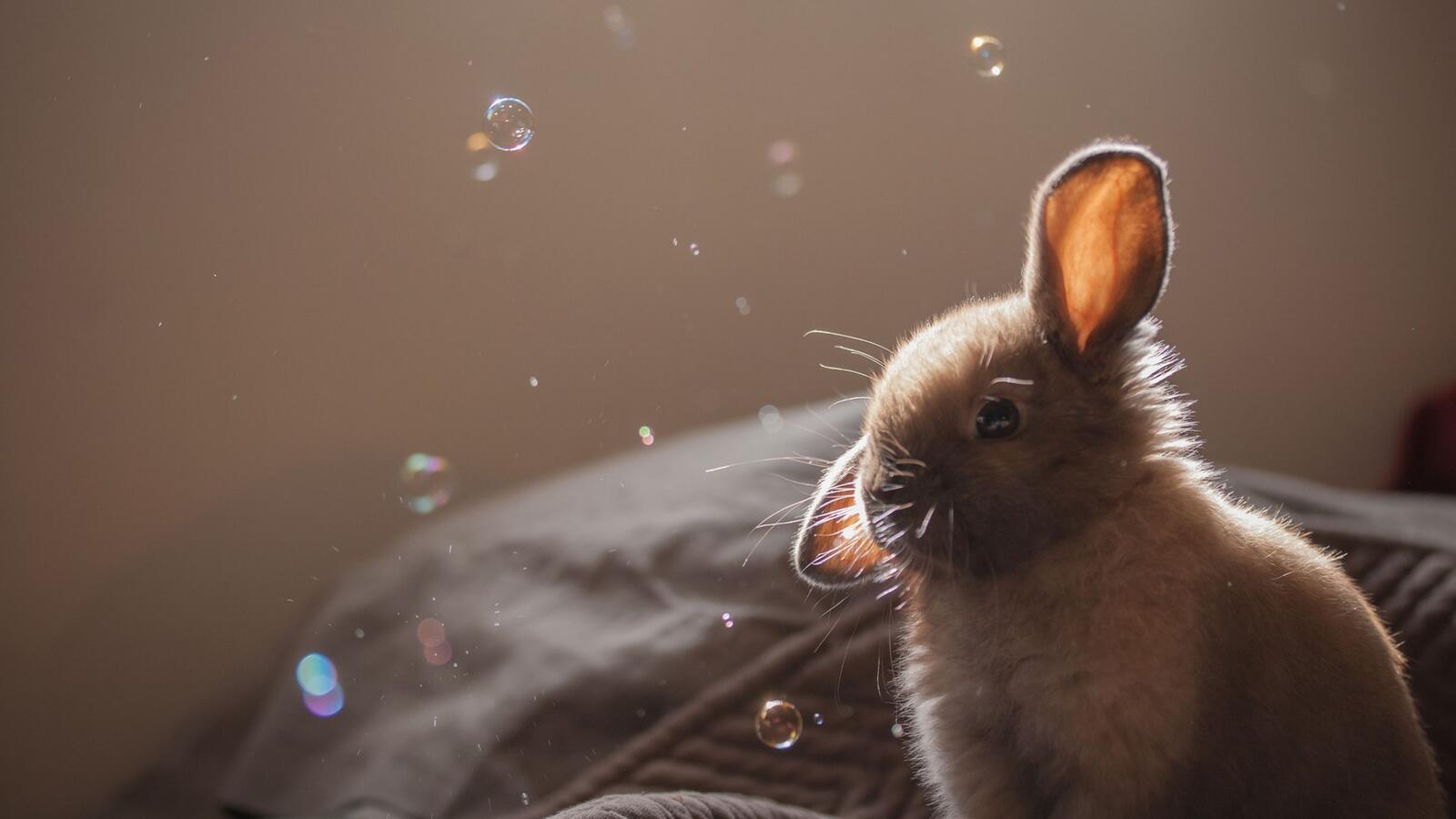 Обои кролик мыльные пузыри милая на рабочий стол