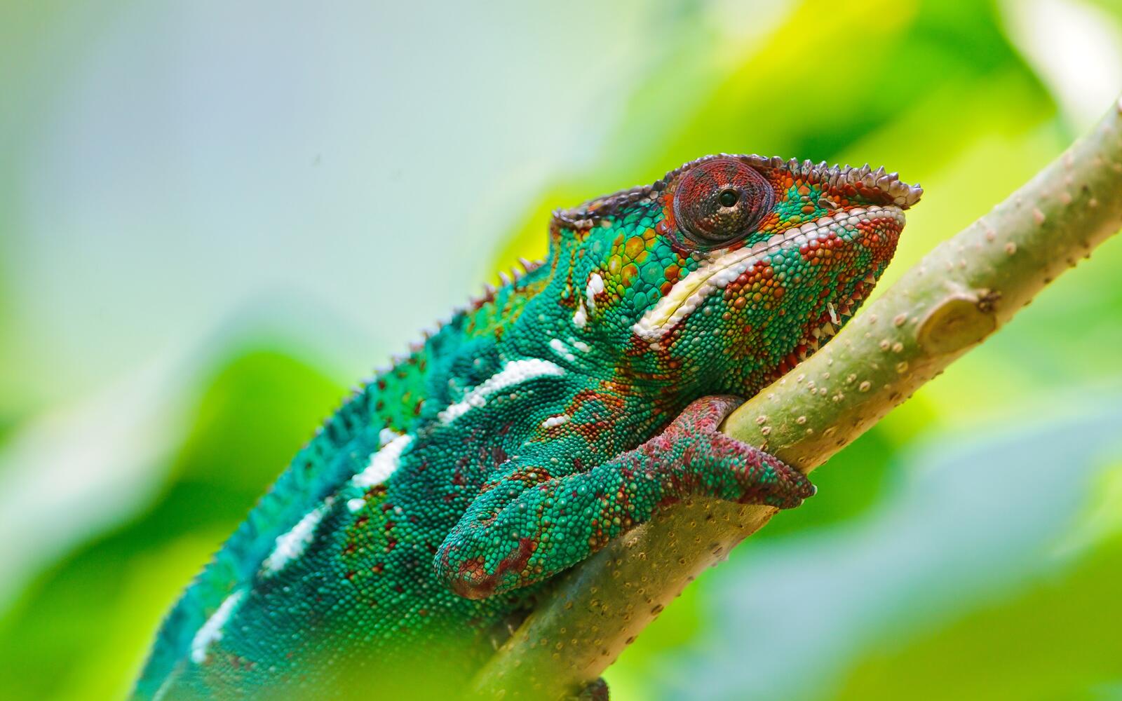 Wallpapers chameleon branch reptile on the desktop