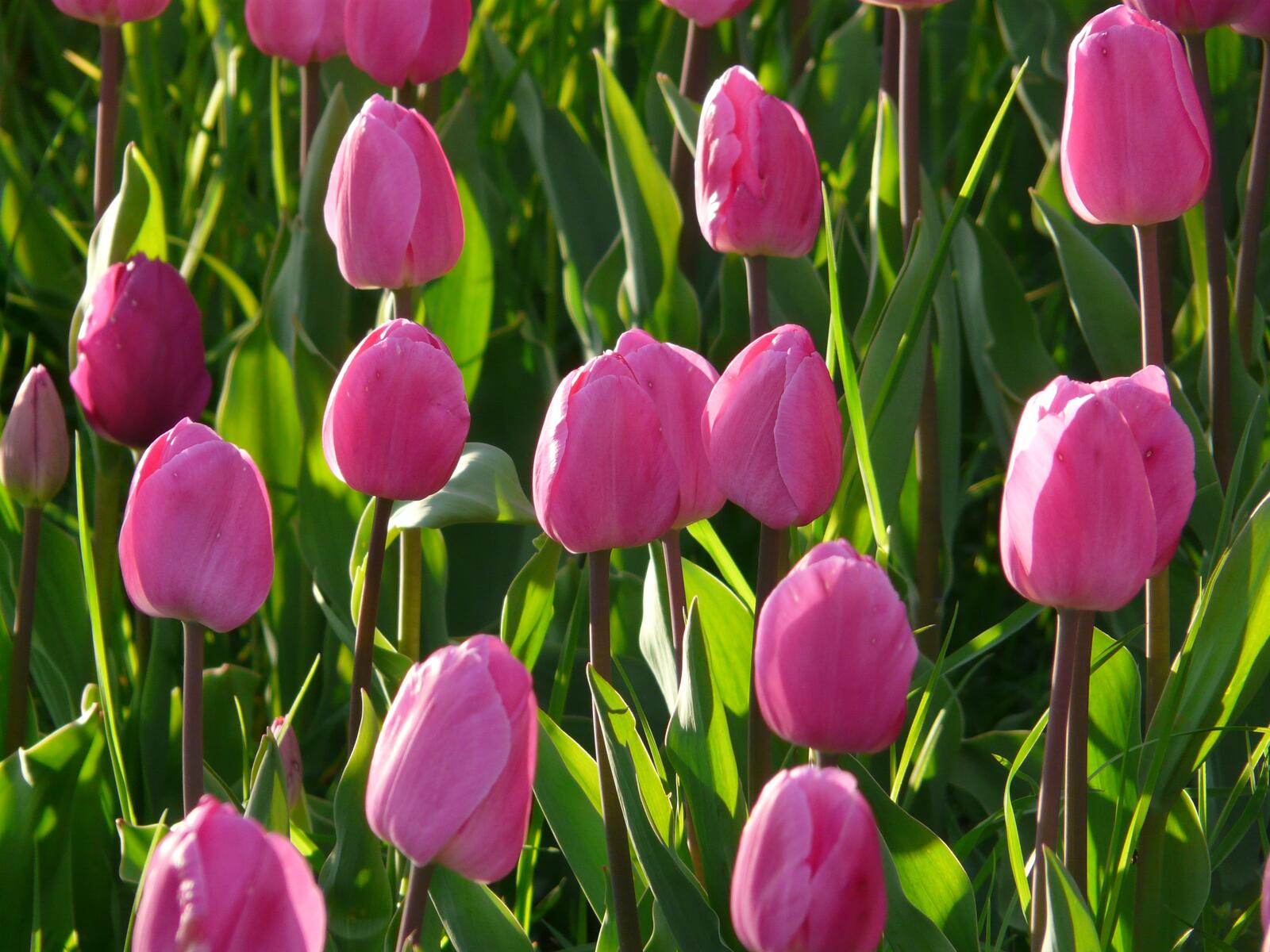 Free photo Pink tulips in the wild