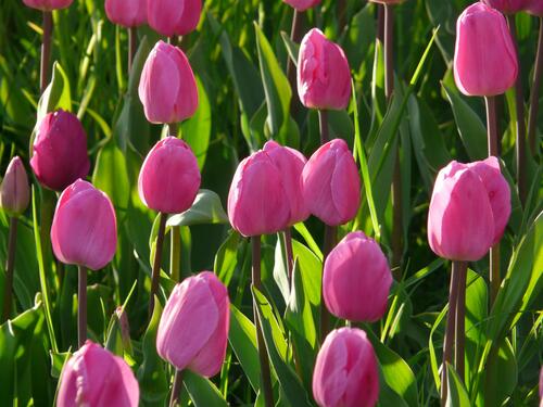 Розовые тюльпаны в дикой природе