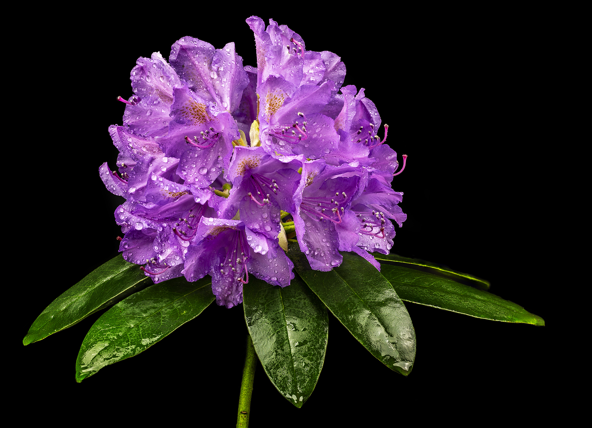 Wallpapers Rhododendron flower branch on the desktop
