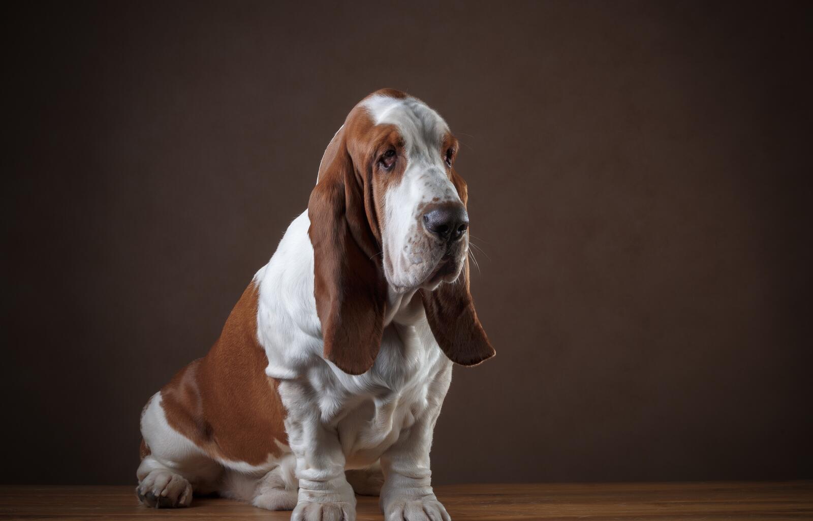 Wallpapers basset hound dog animals on the desktop