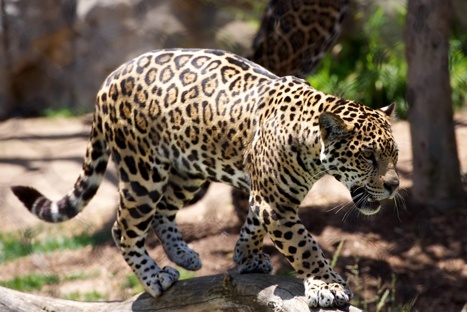 Обои прыгать Jaguar леопард на рабочий стол