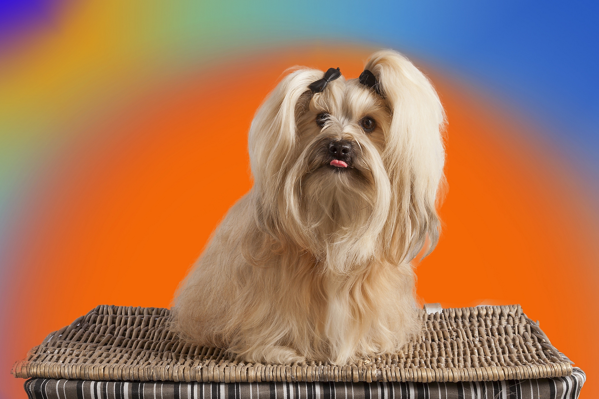 Wallpapers puppy dog lhasa apso on the desktop