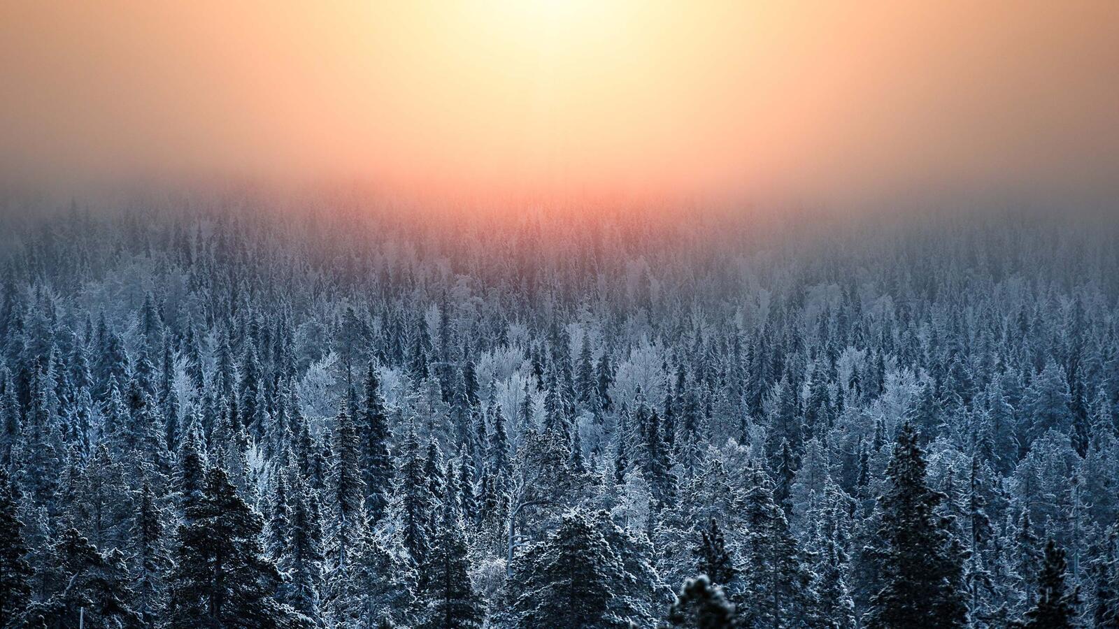 Обои лес мороз Финляндия на рабочий стол