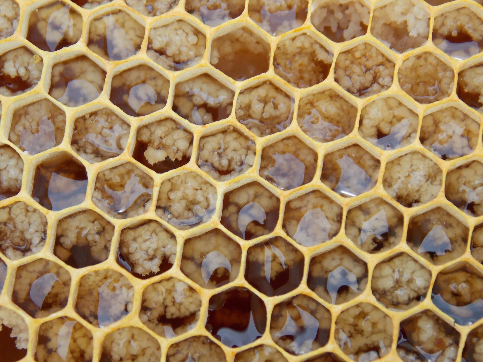 Обои мед узор насекомое на рабочий стол